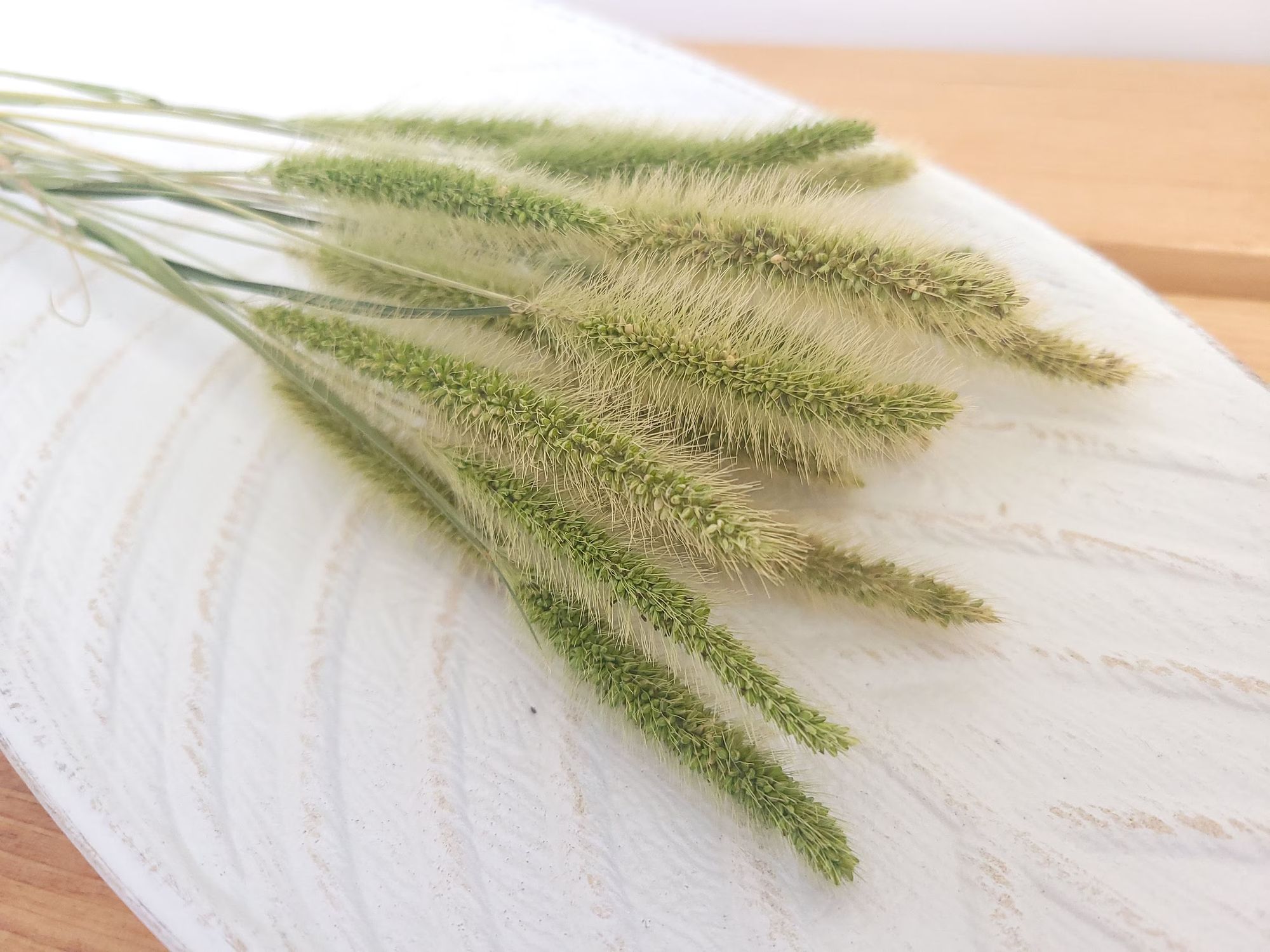 SETARIA viridis