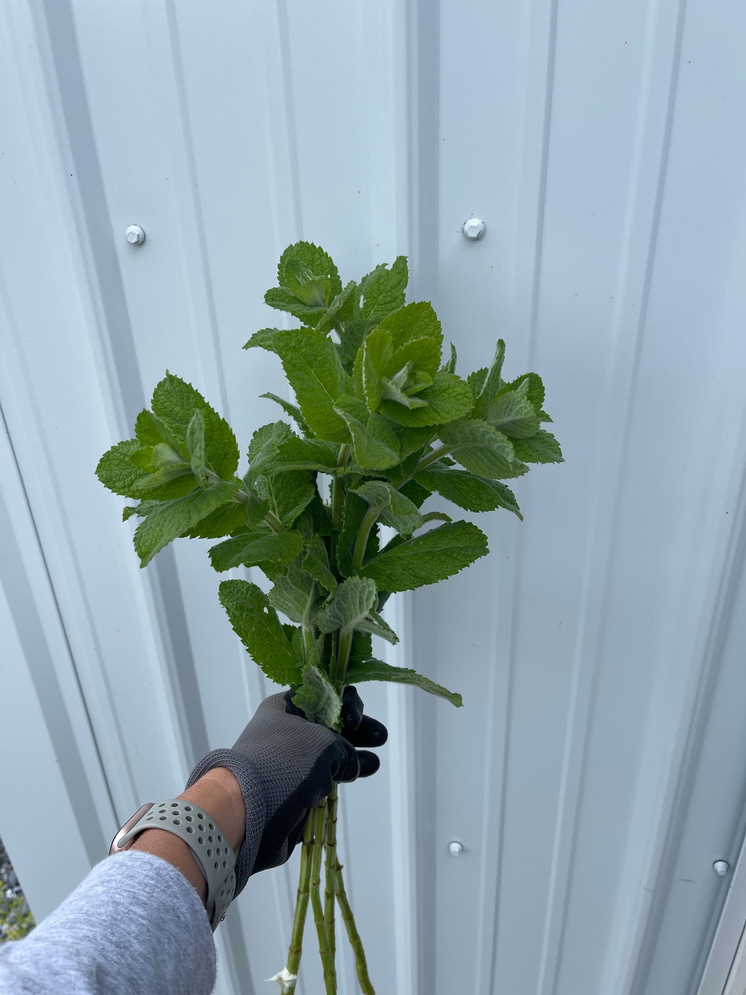 MENTHA suaveolens