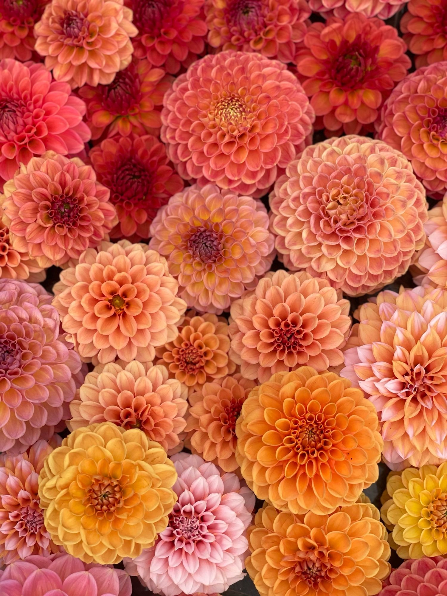 DAHLIA