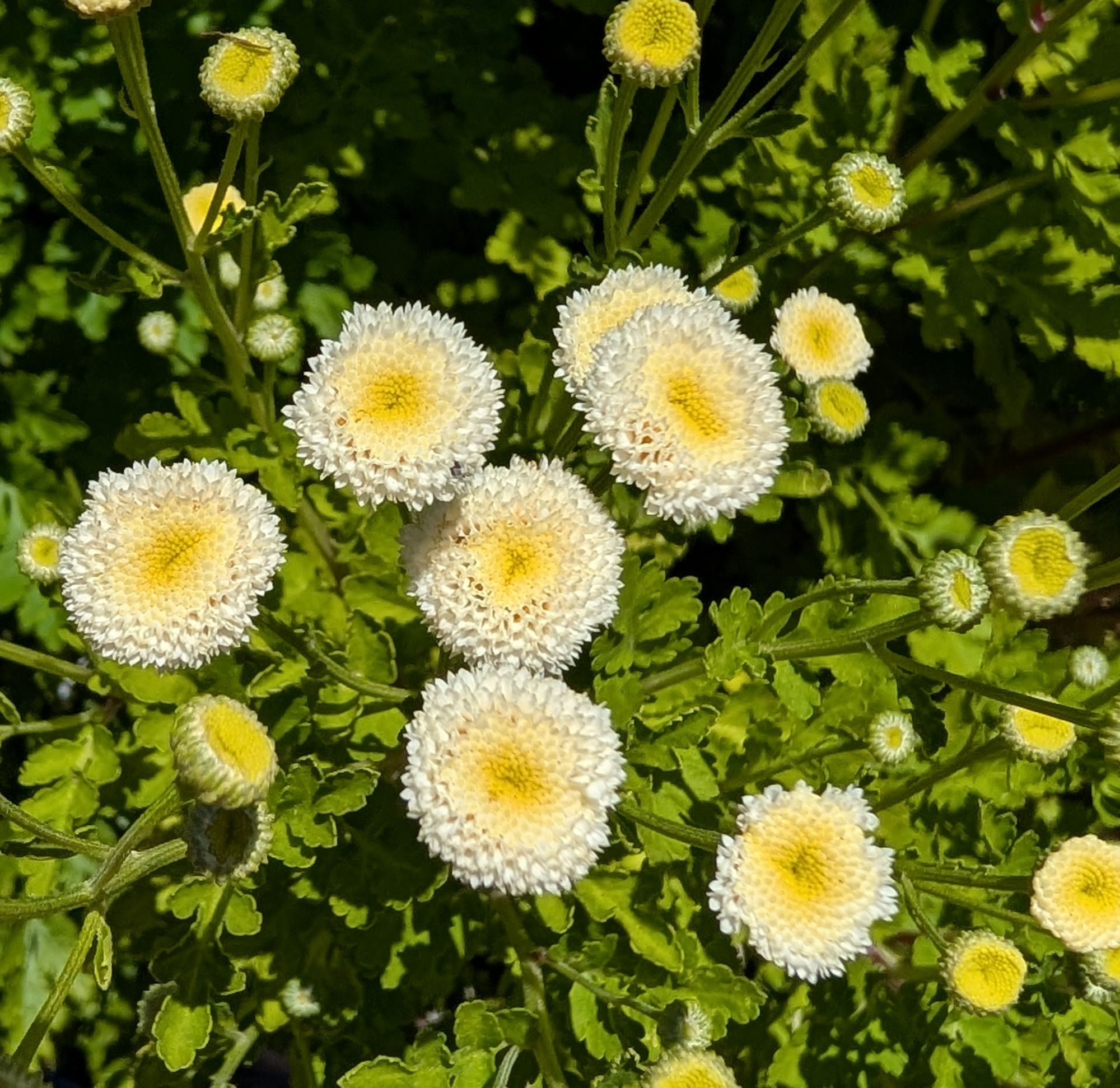 TANACETUM parthenium Magic Lime Green