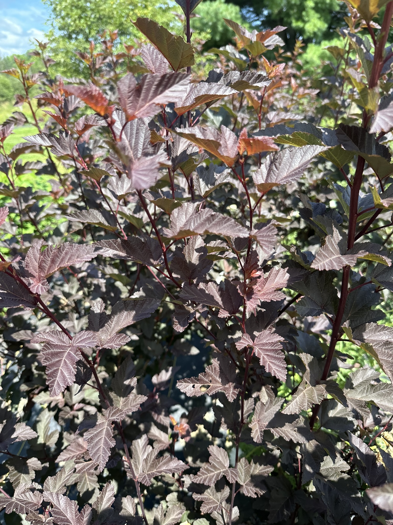 PHYSOCARPUS opulifolius