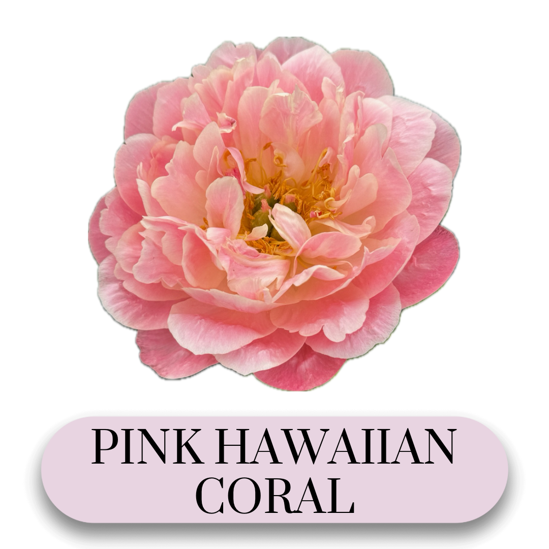PAEONIA lactiflora Pink Hawaiian Coral