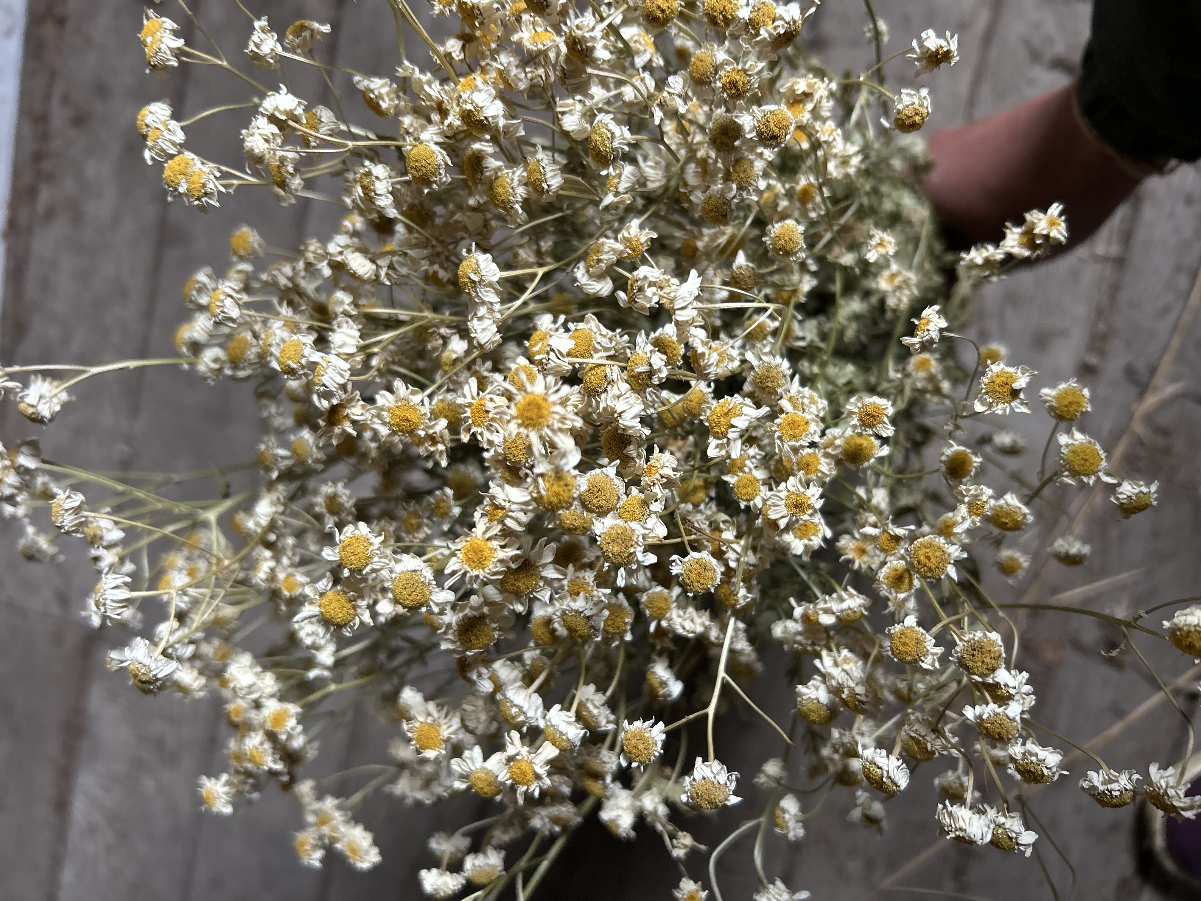TANACETUM parthenium Magic Single