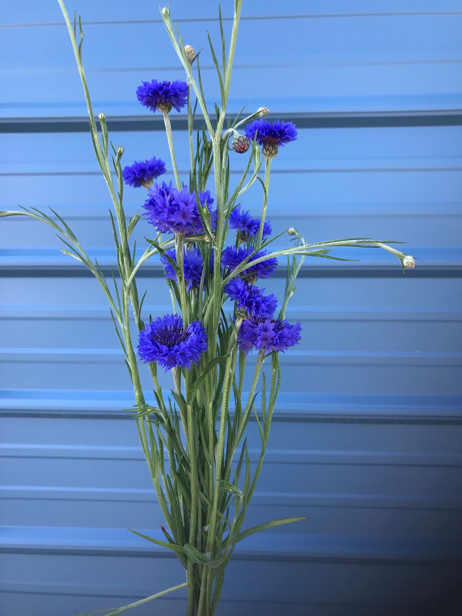 CENTAUREA cyanus Blue Boy