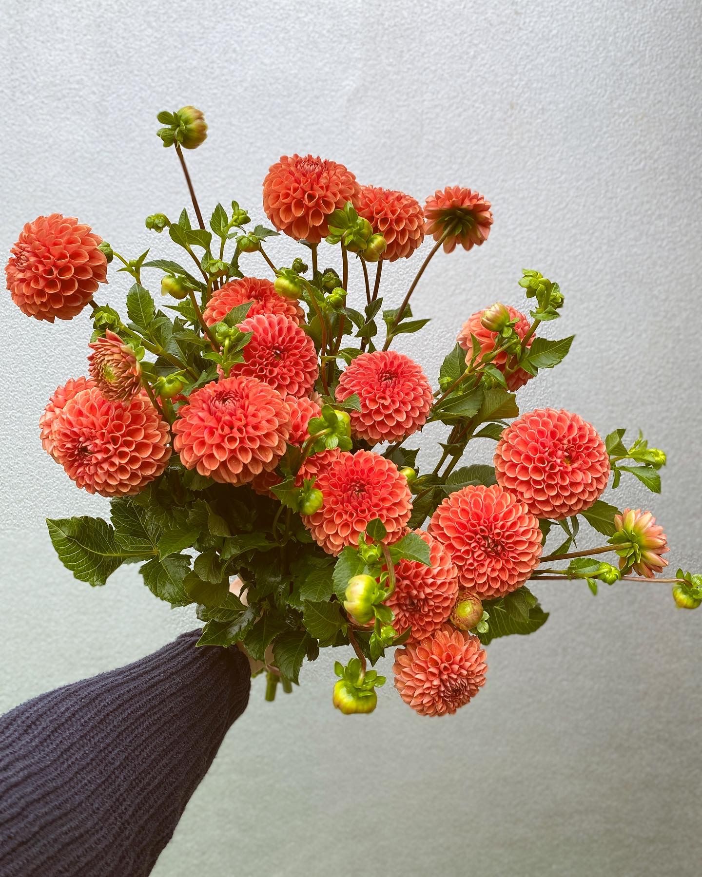 DAHLIA Cornel Bronze