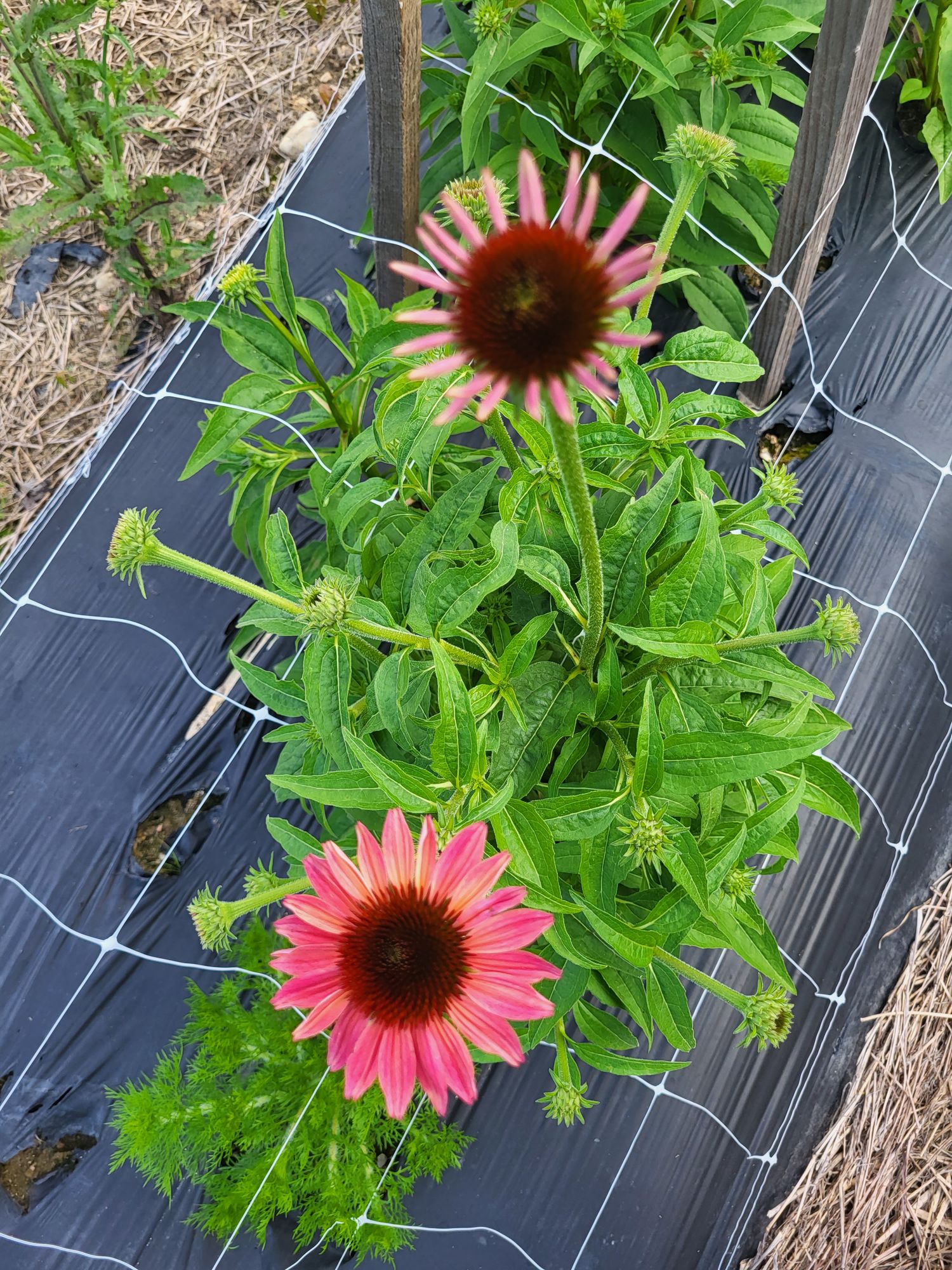ECHINACEA Cheyenne Spirit
