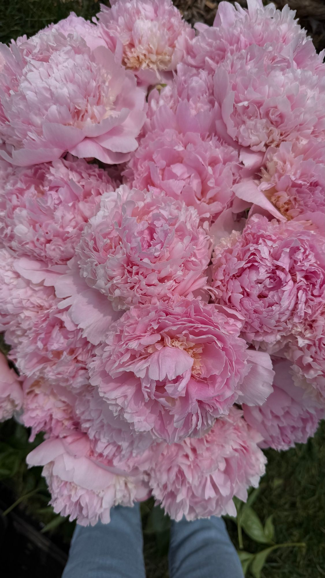 PAEONIA lactiflora Angel Cheeks