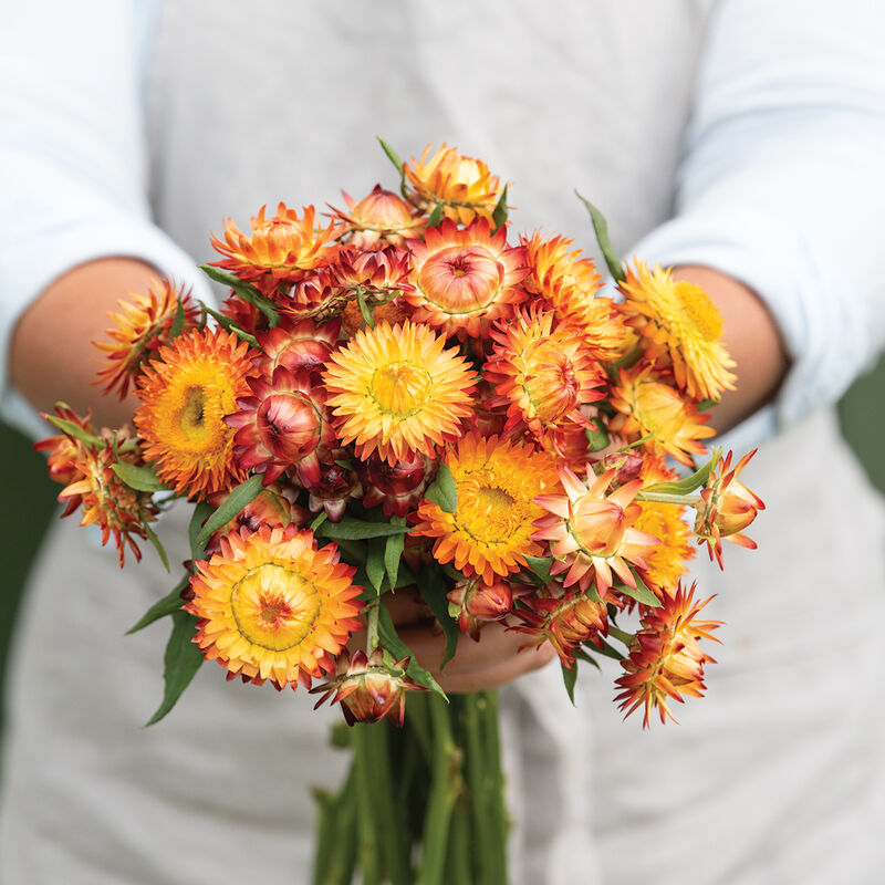 XEROCHRYSUM bracteatum King Size Orange