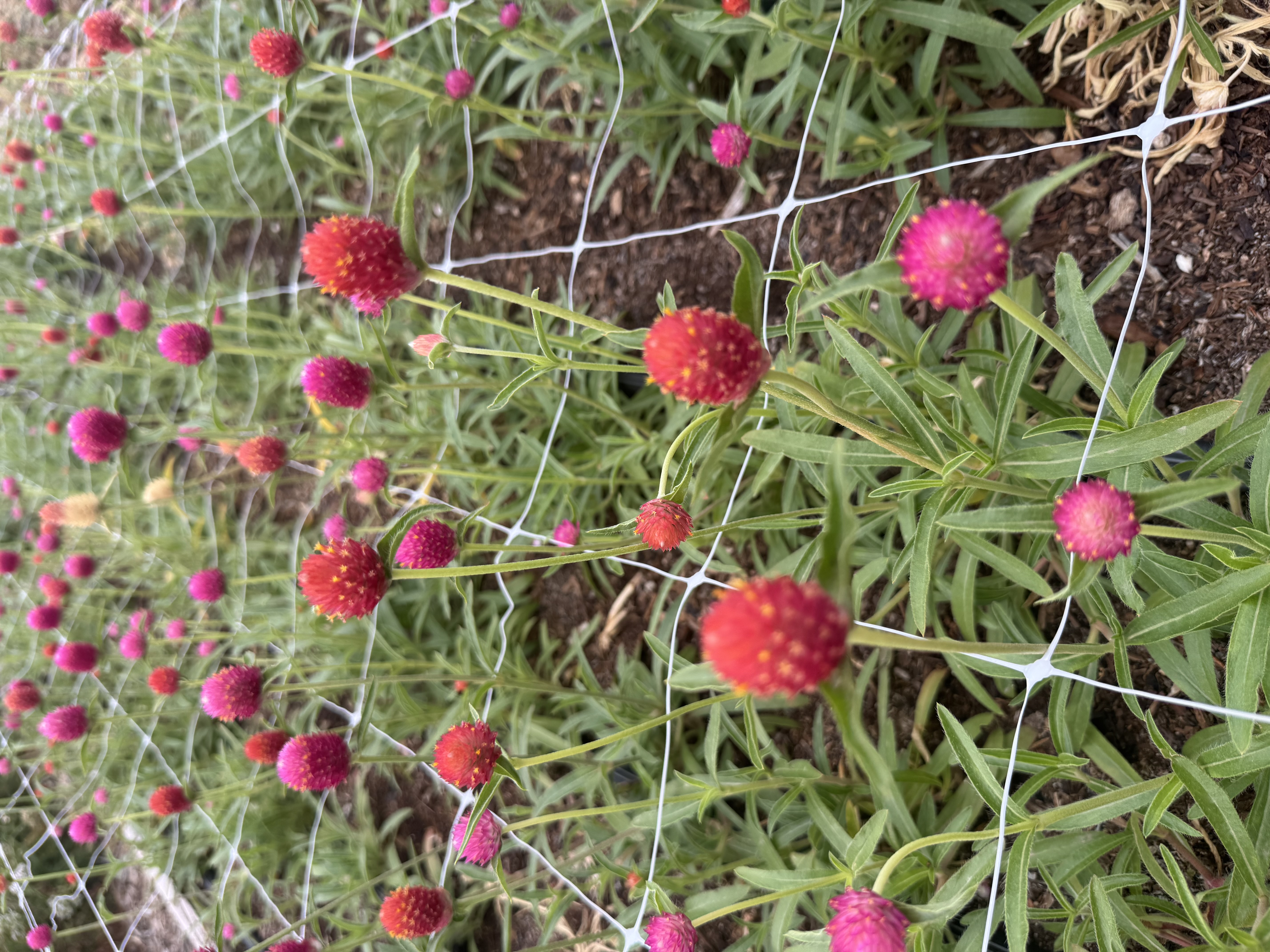GOMPHRENA globosa
