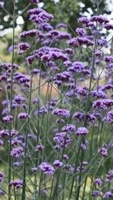 VERBENA bonariensis