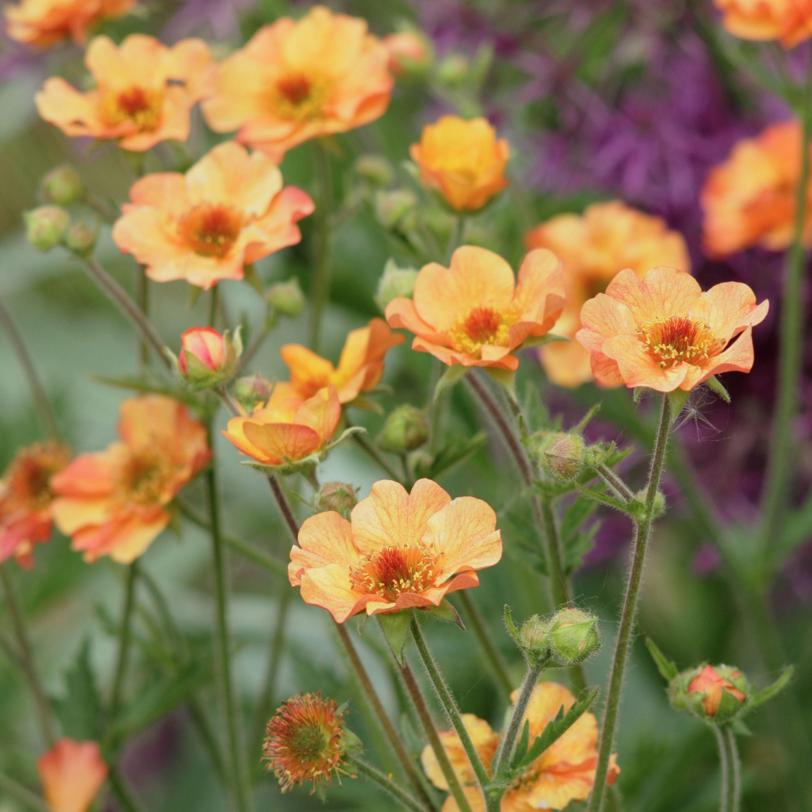 Potted Plant: Geum 'Totally Tangerine' Avens