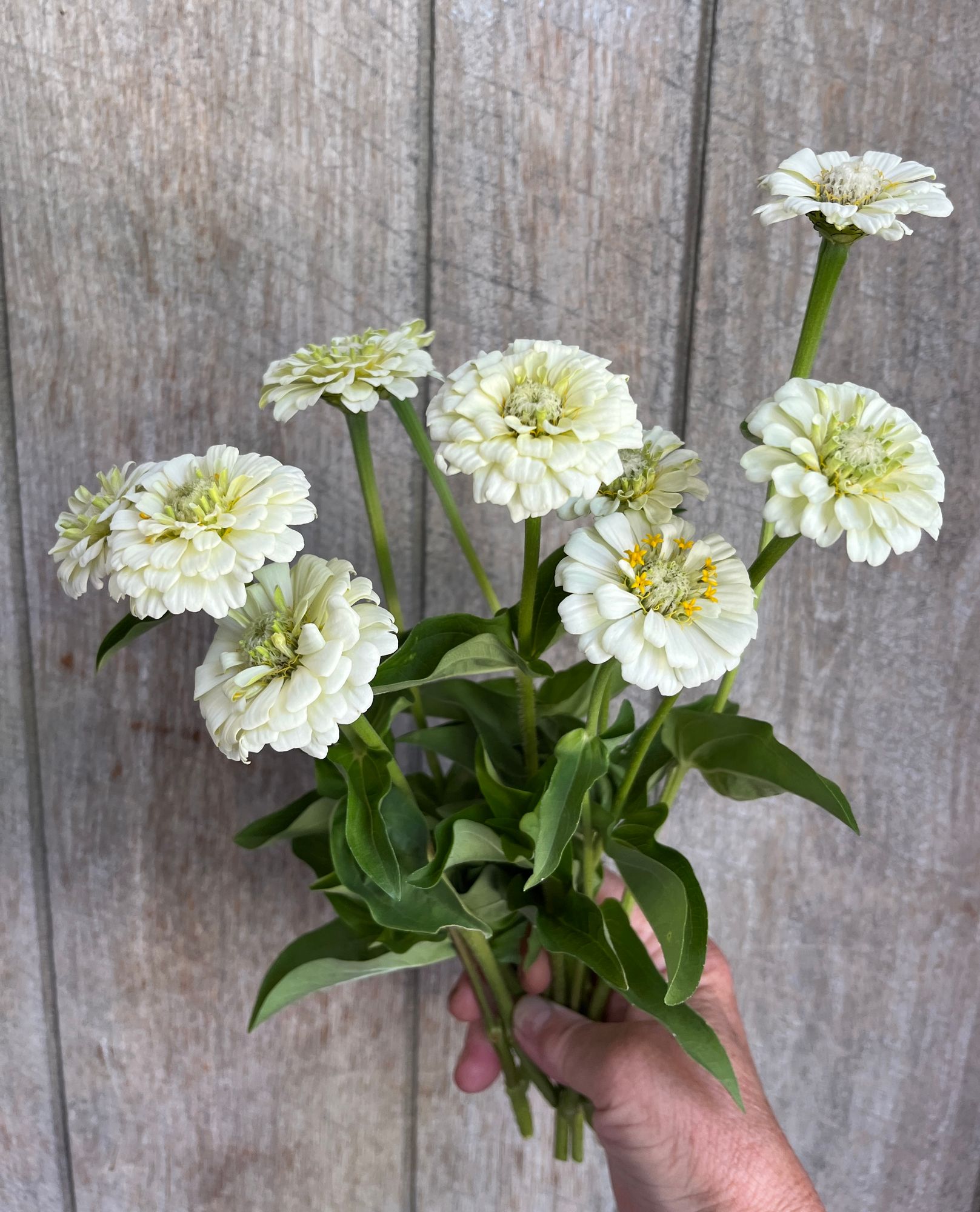 ZINNIA elegans Oklahoma Series