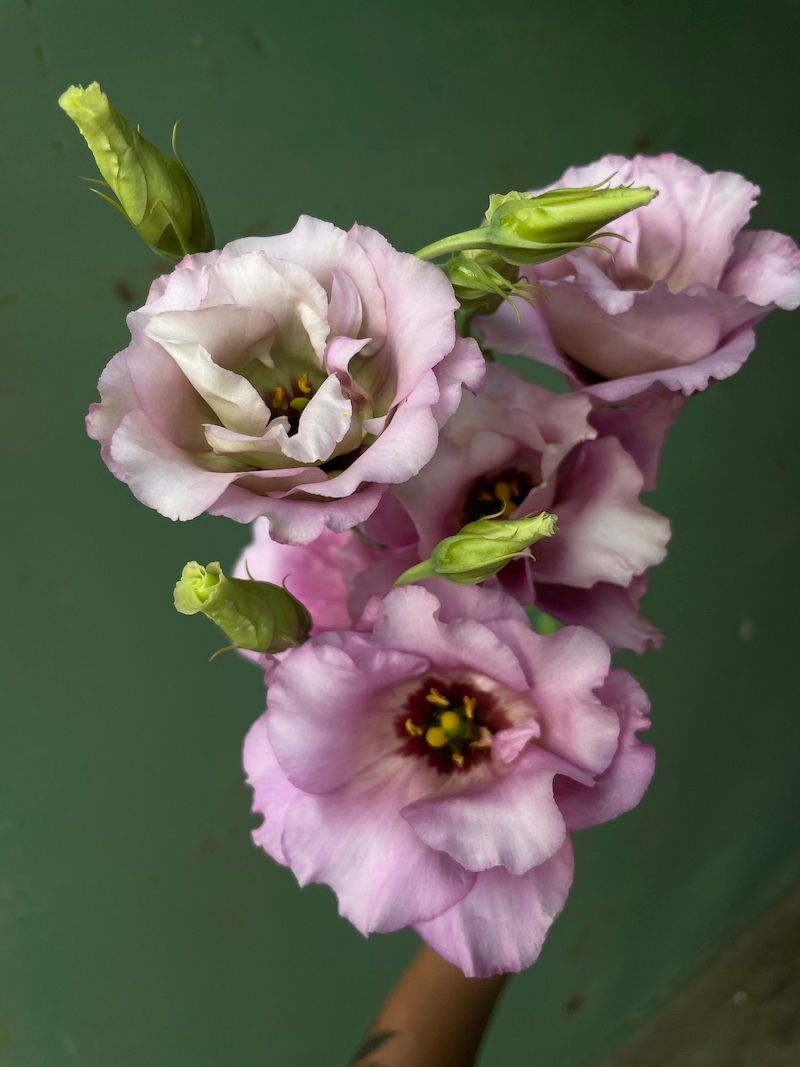 EUSTOMA grandiflorum Celeb Wine