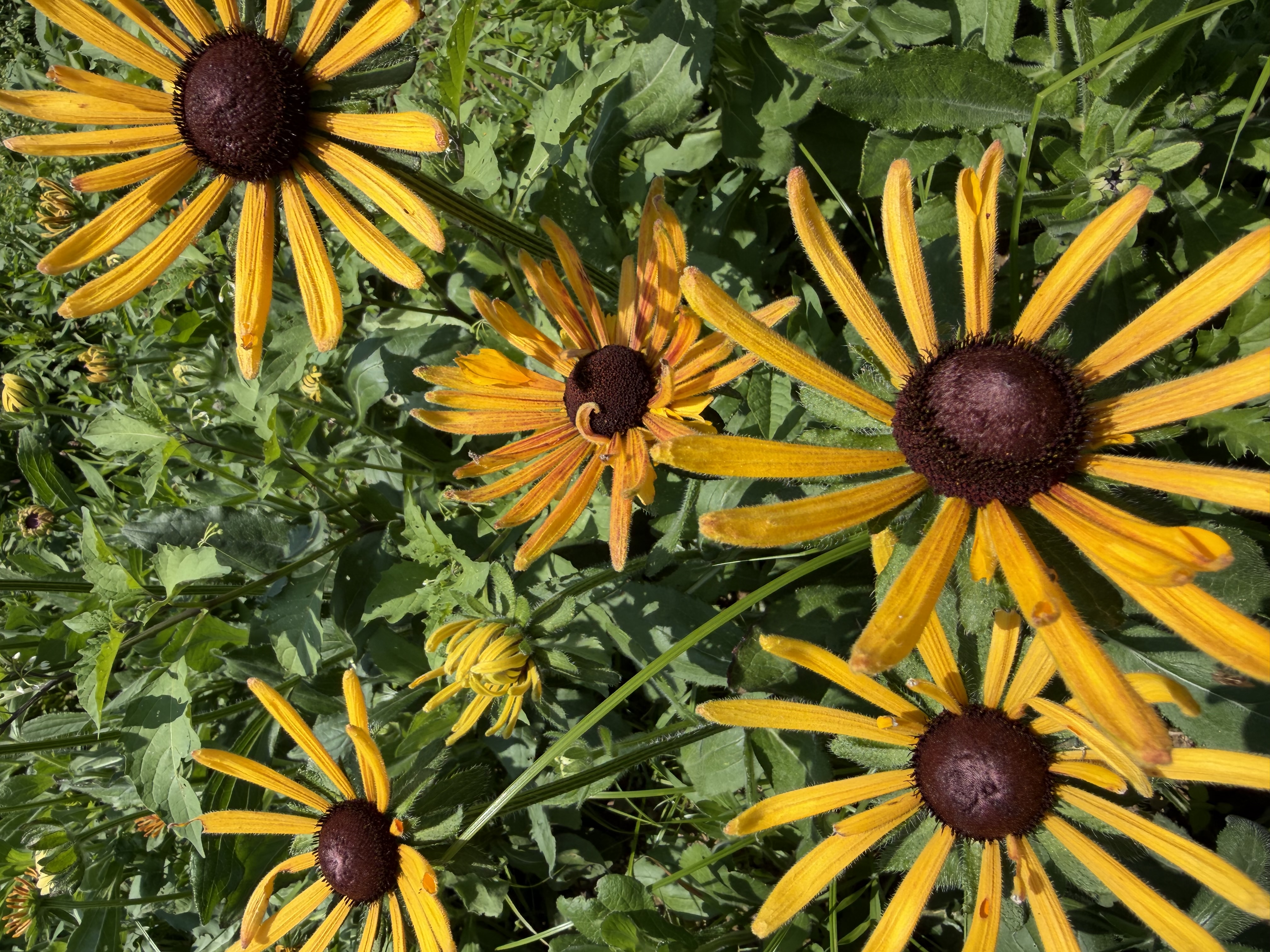 RUDBECKIA hirta Chim Chiminee