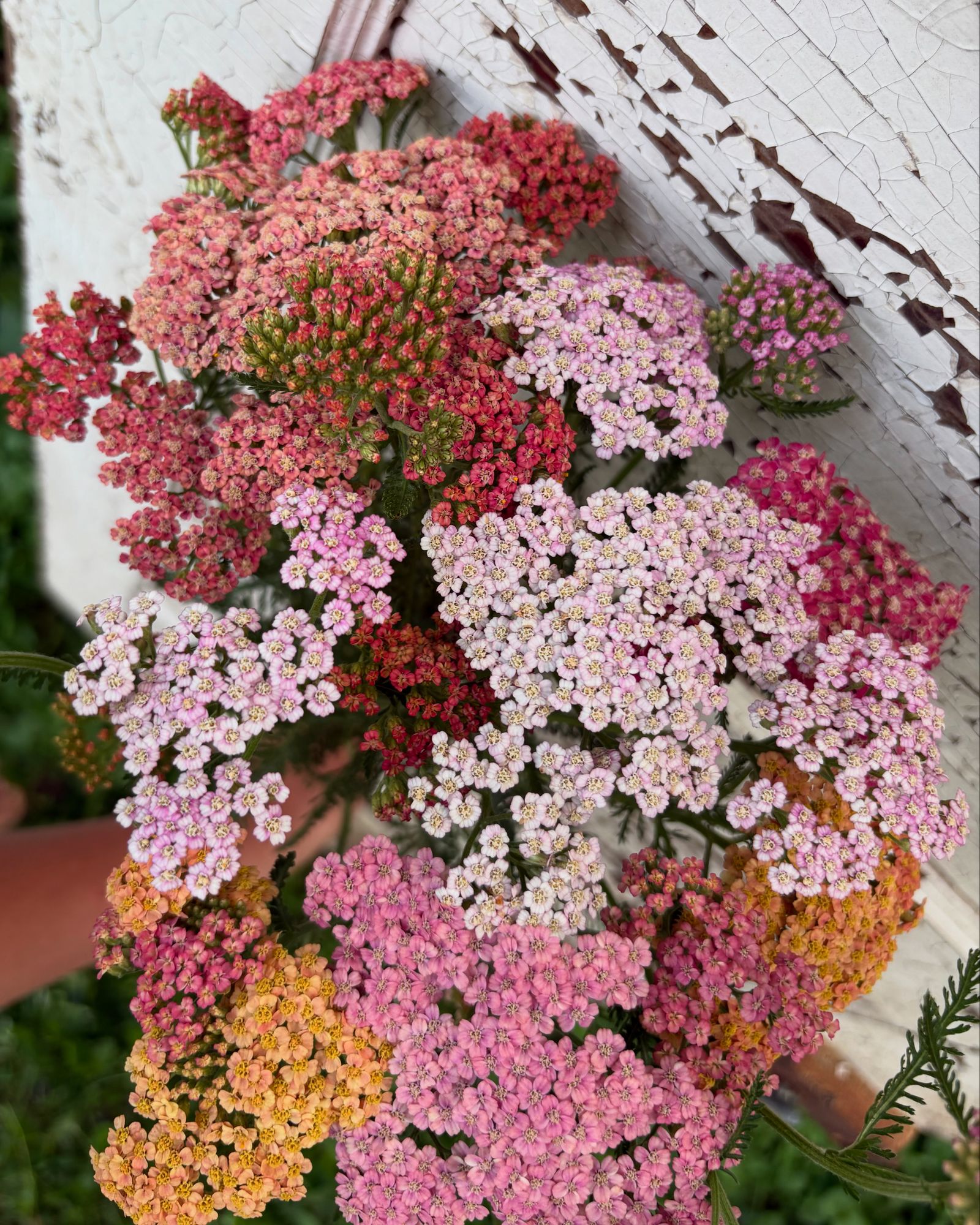 ACHILLEA millefolium Summer Berries