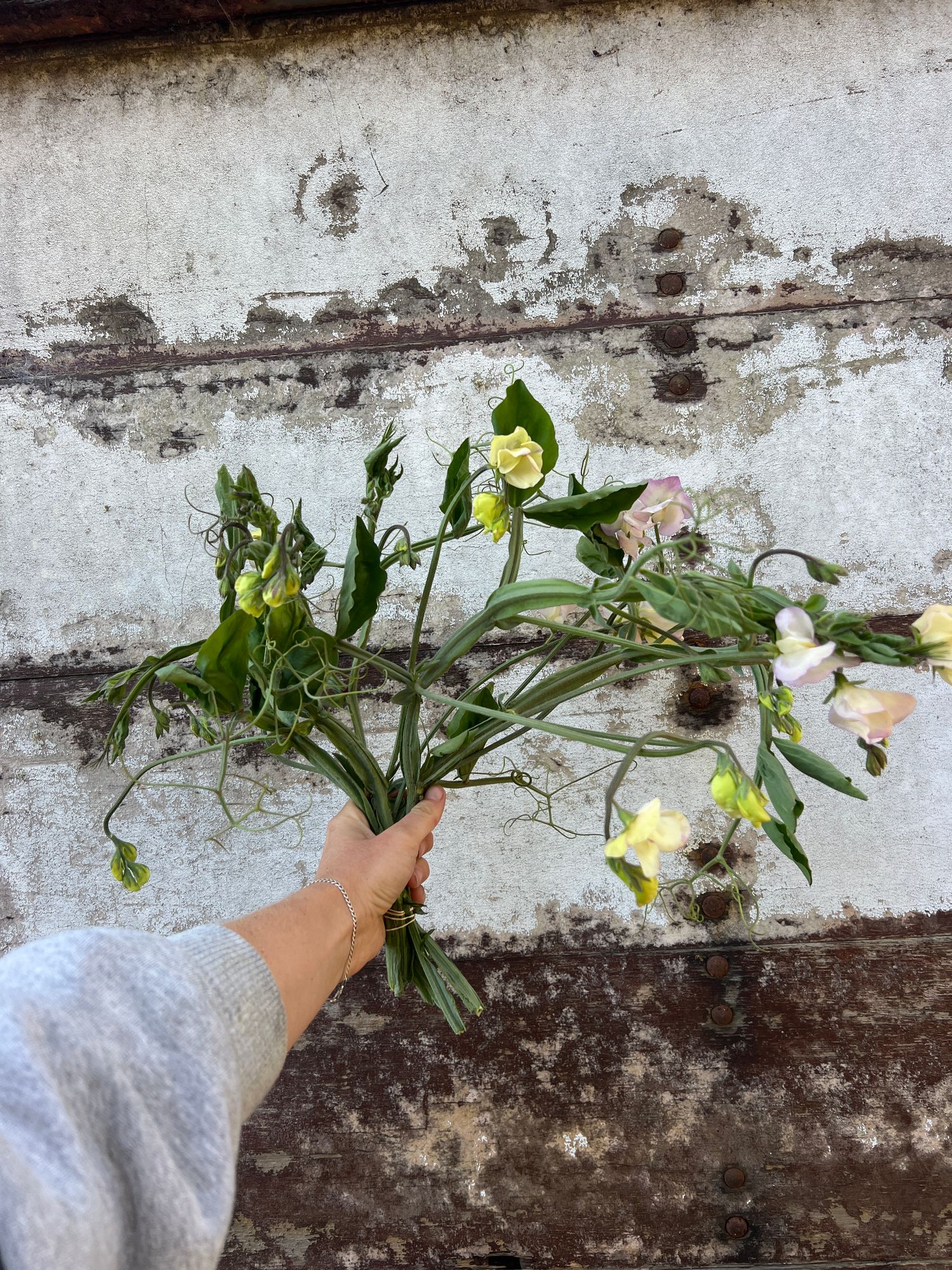 LATHYRUS odoratus