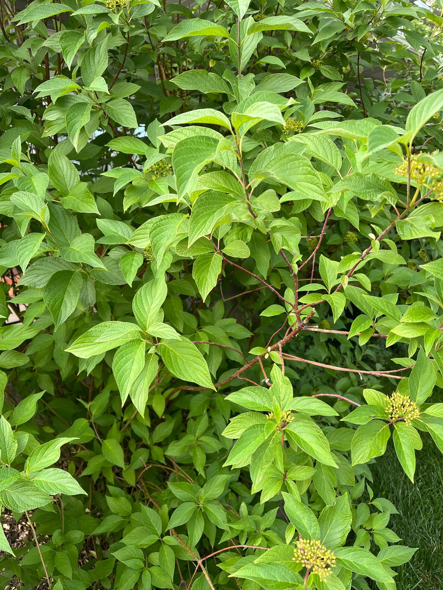 CORNUS
