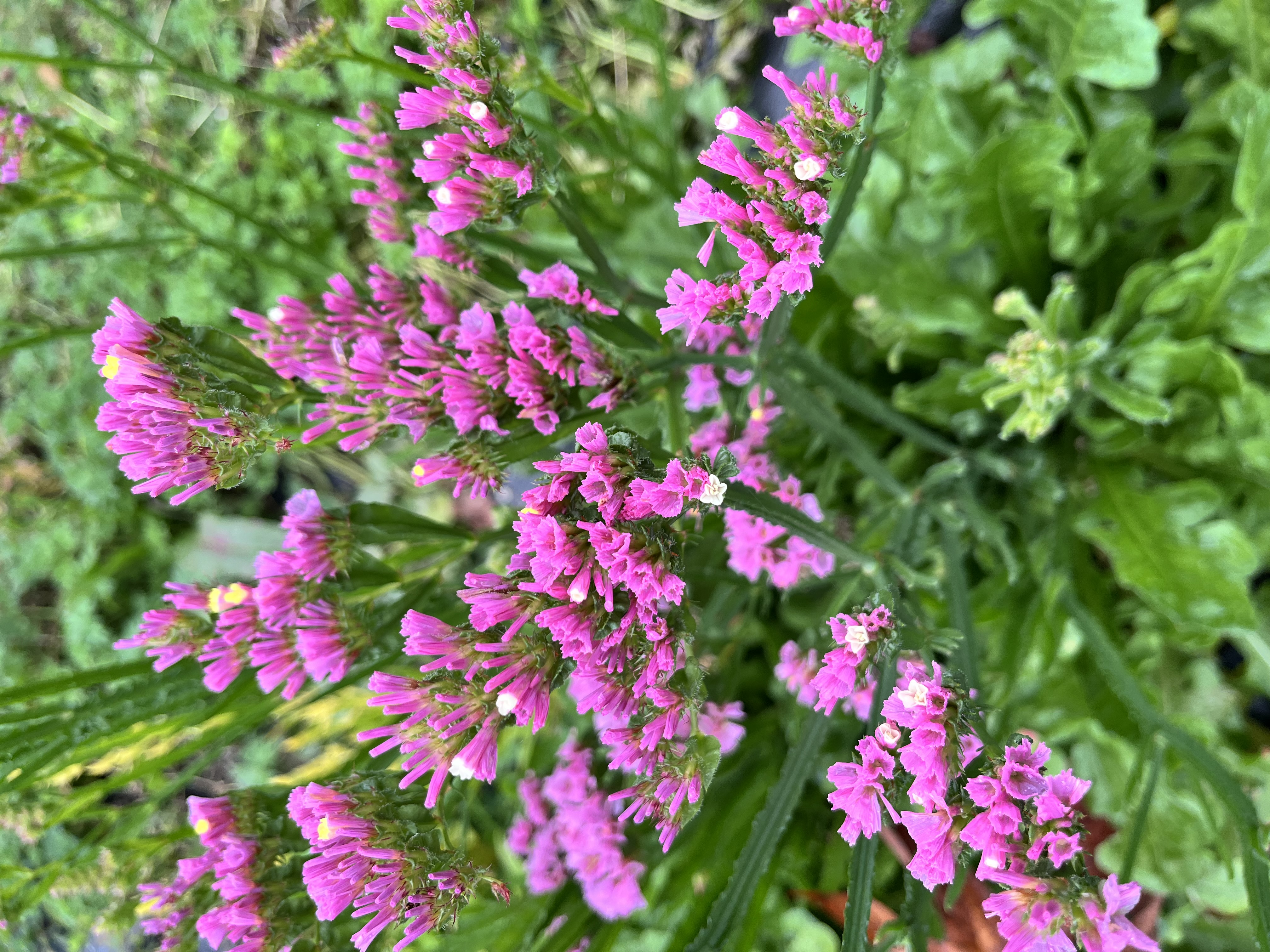 LIMONIUM sinuatum Forever Happy