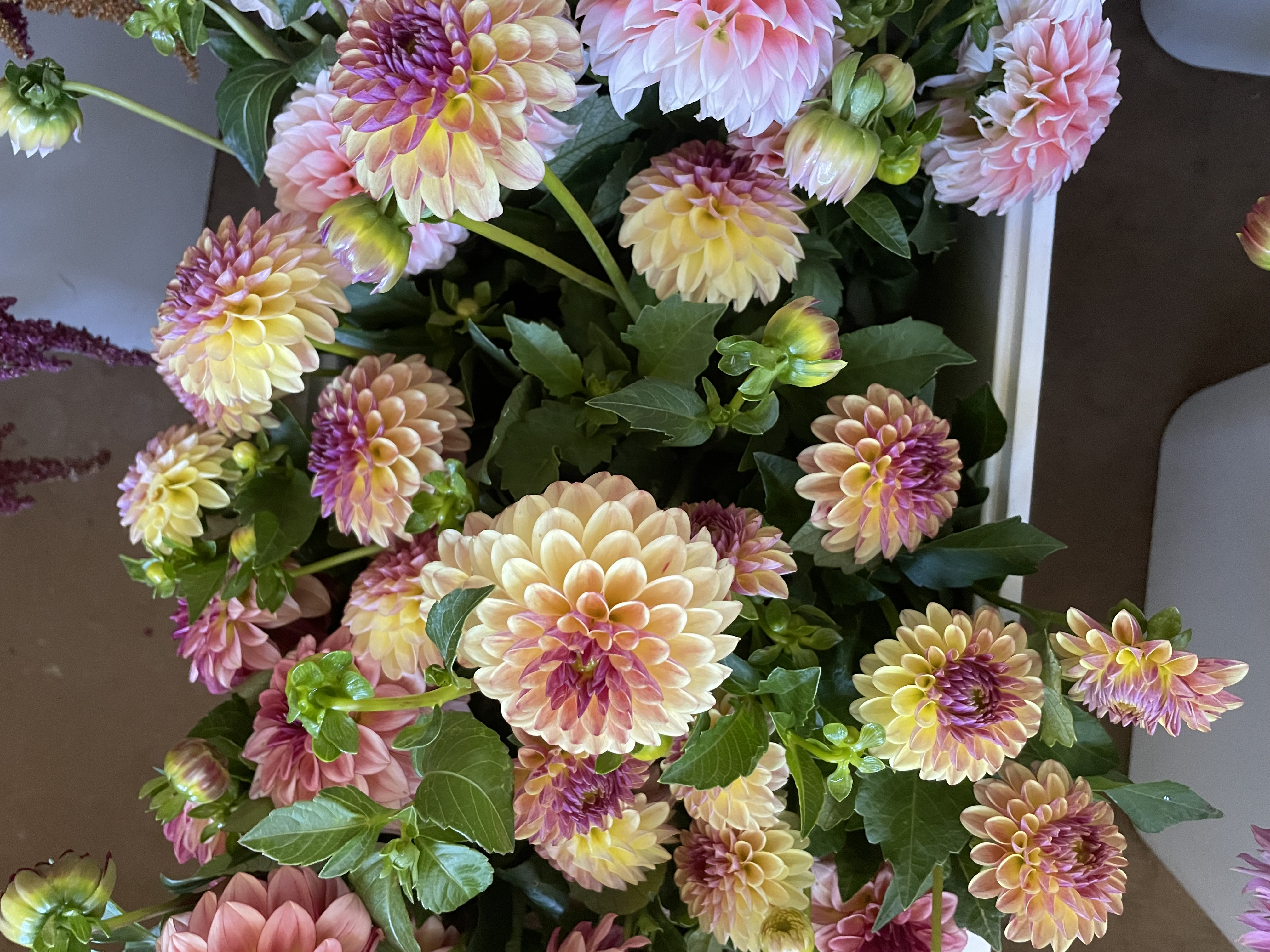 DAHLIA Coseytown Gale