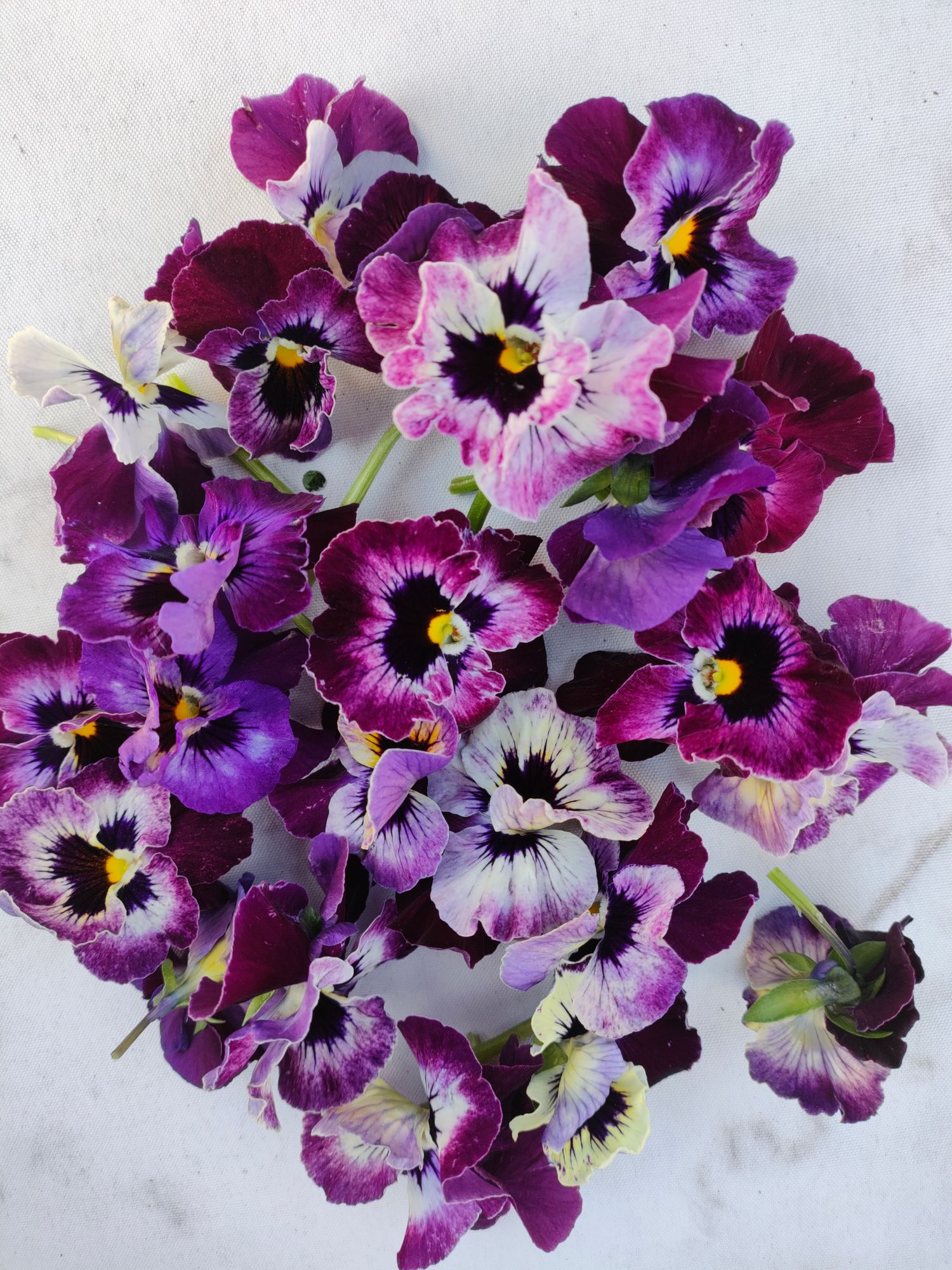VIOLA x wittrockiana Frizzle Sizzle