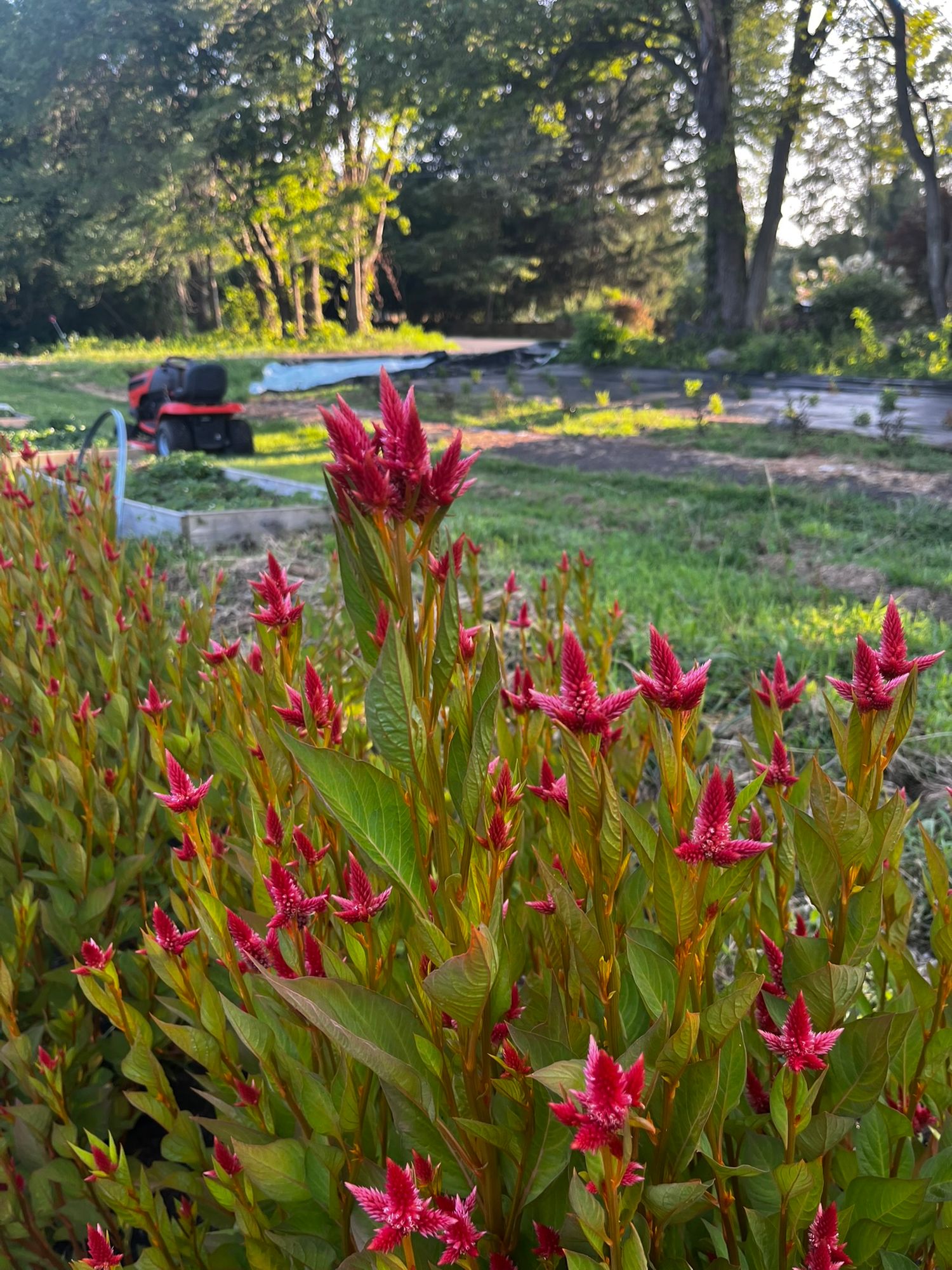 CELOSIA argentea spicata Celway Orange