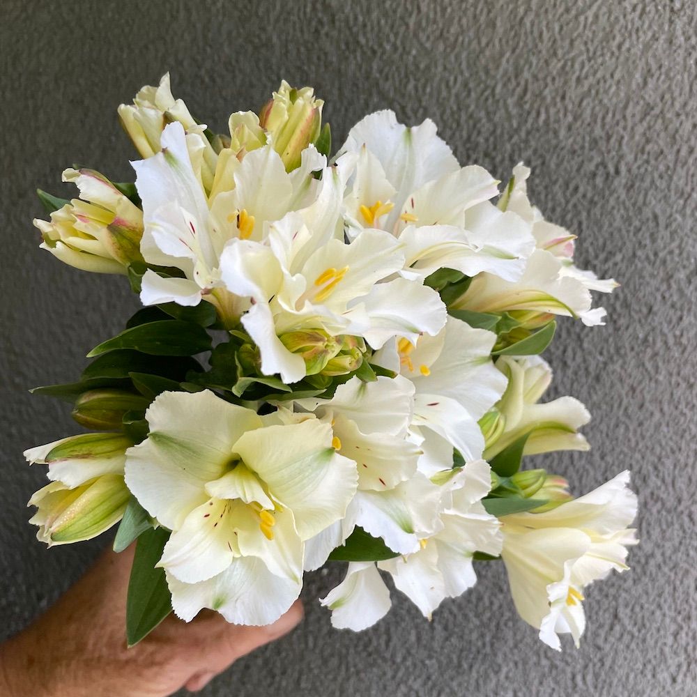 ALSTROEMERIA x Colorita Claire