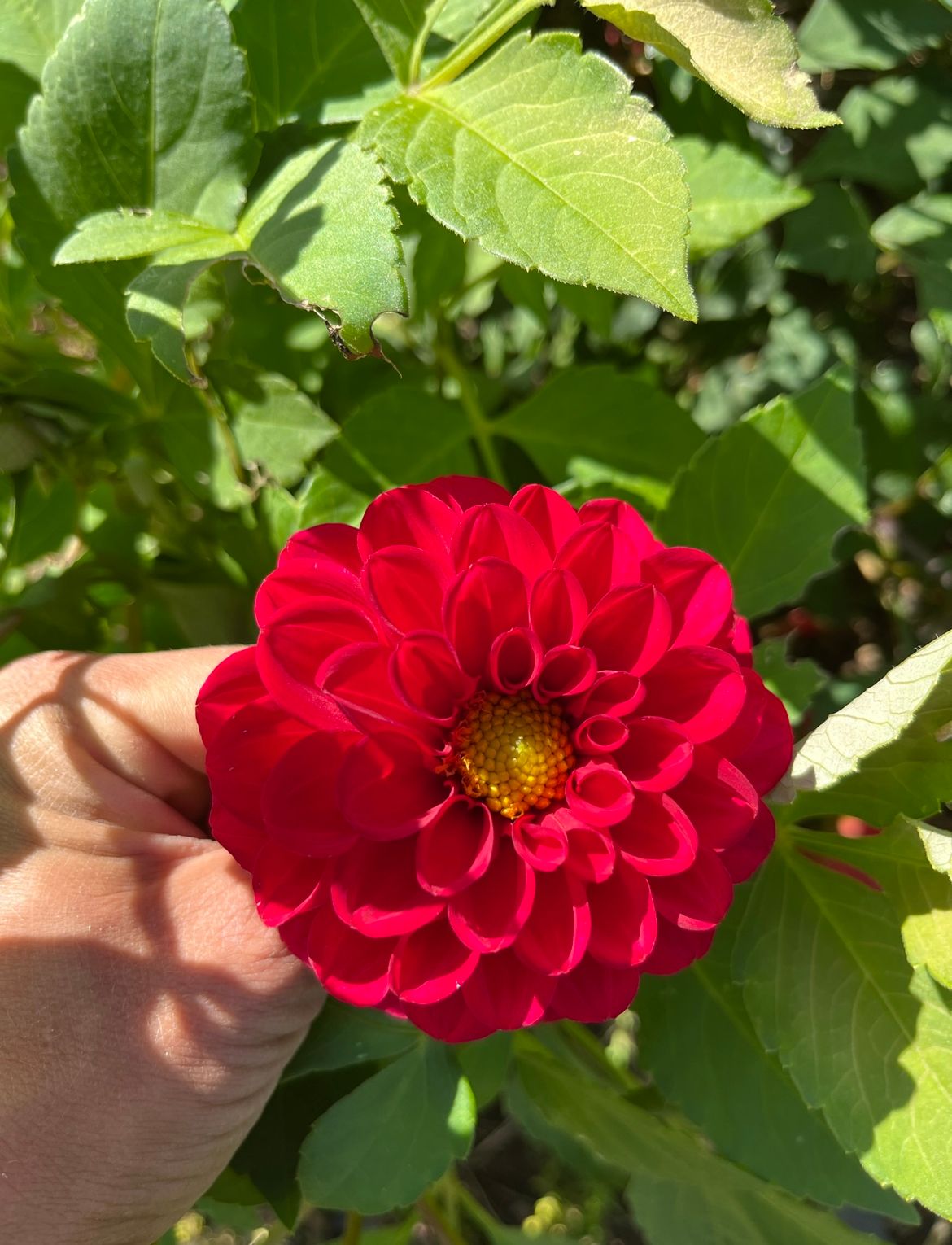 DAHLIA