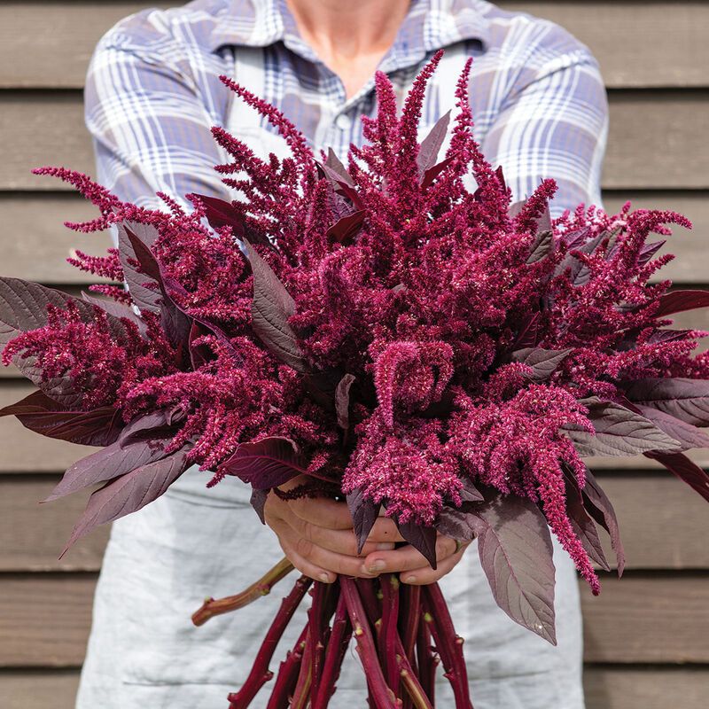 AMARANTHUS cruentus Velvet Curtains