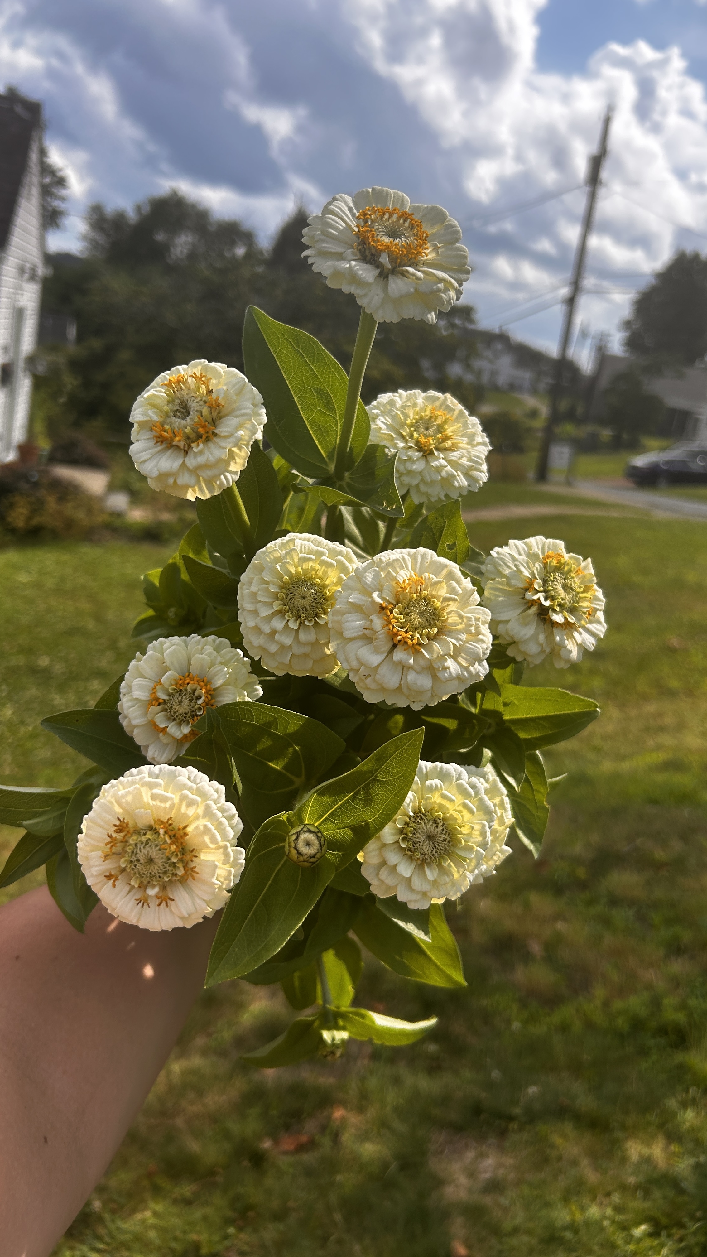 ZINNIA