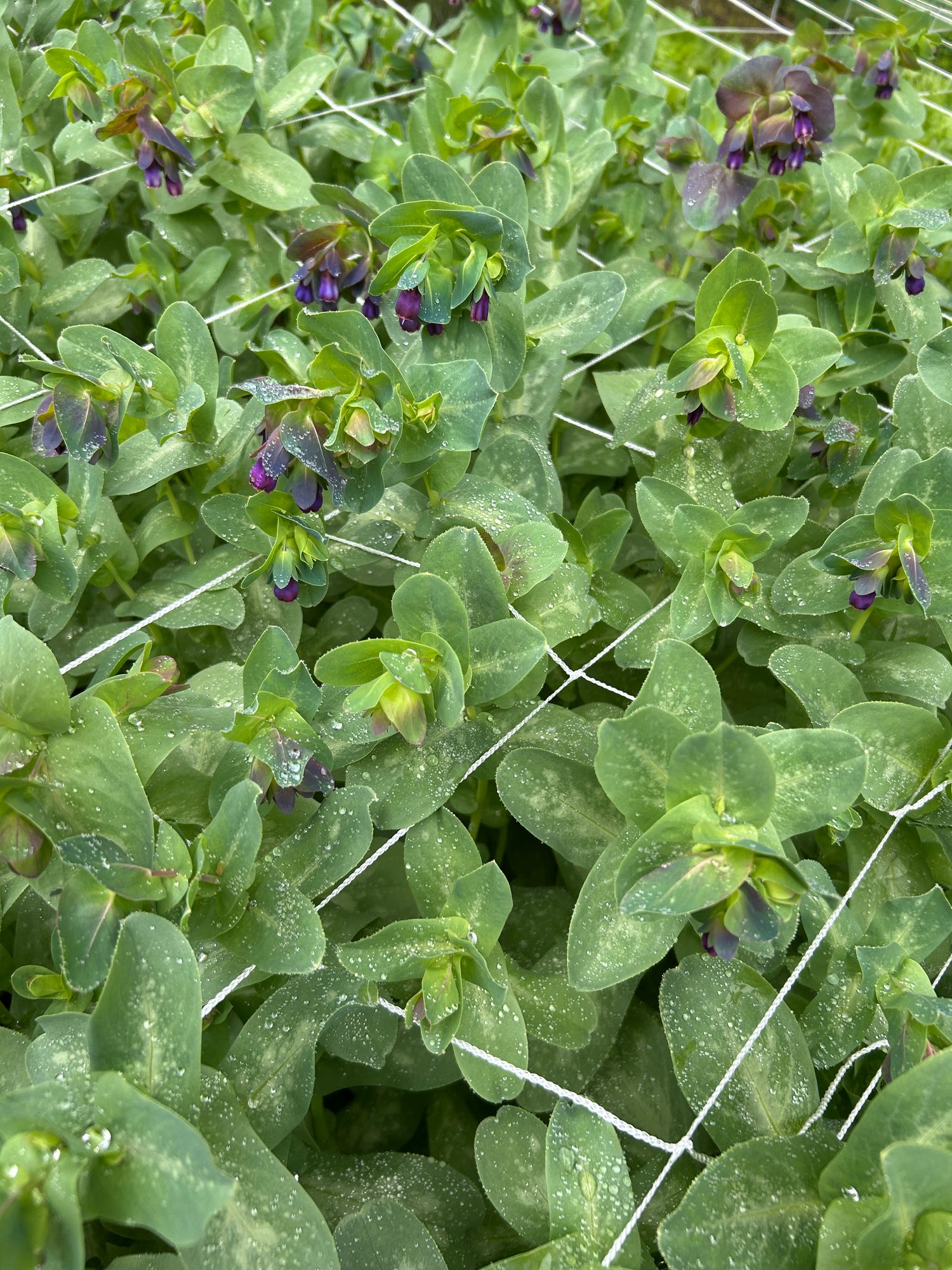 CERINTHE major Purpurascens