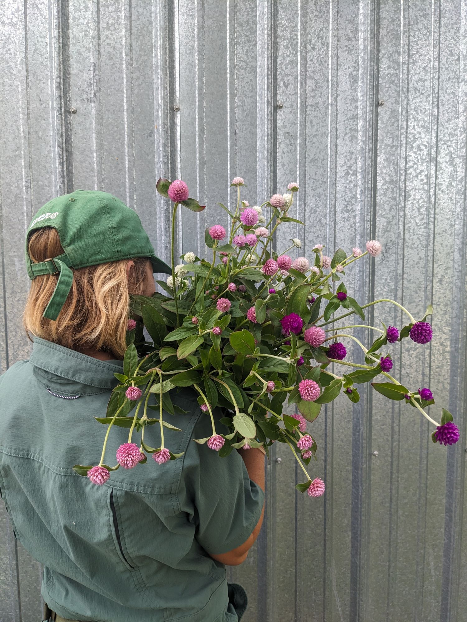 GOMPHRENA globosa QIS
