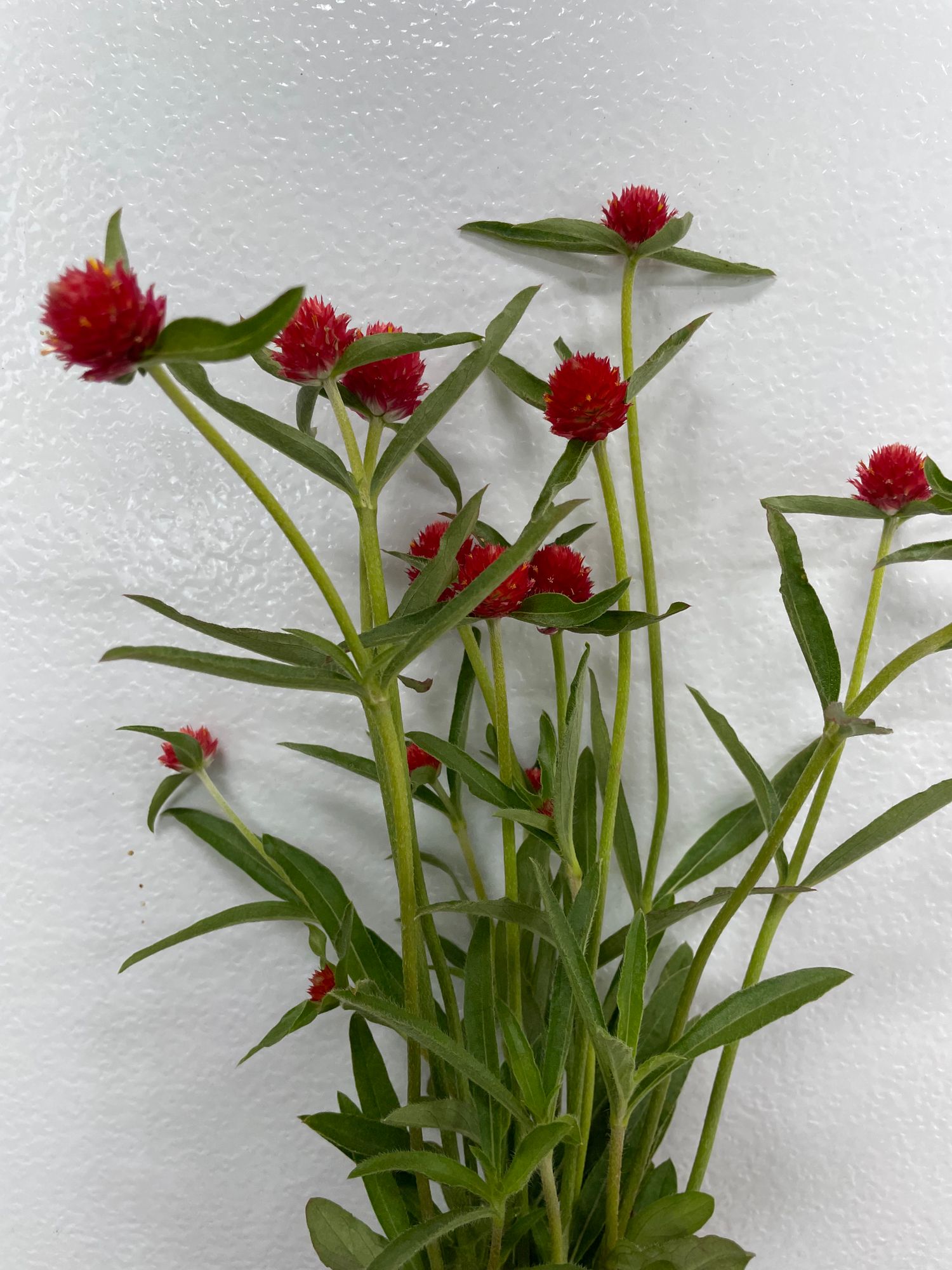 GOMPHRENA globosa