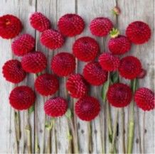 Dahlia, Cornel