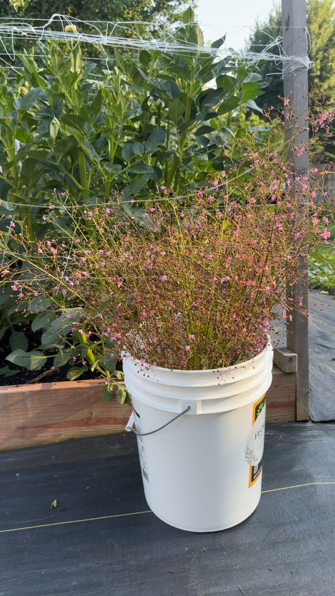 TALINUM paniculatum
