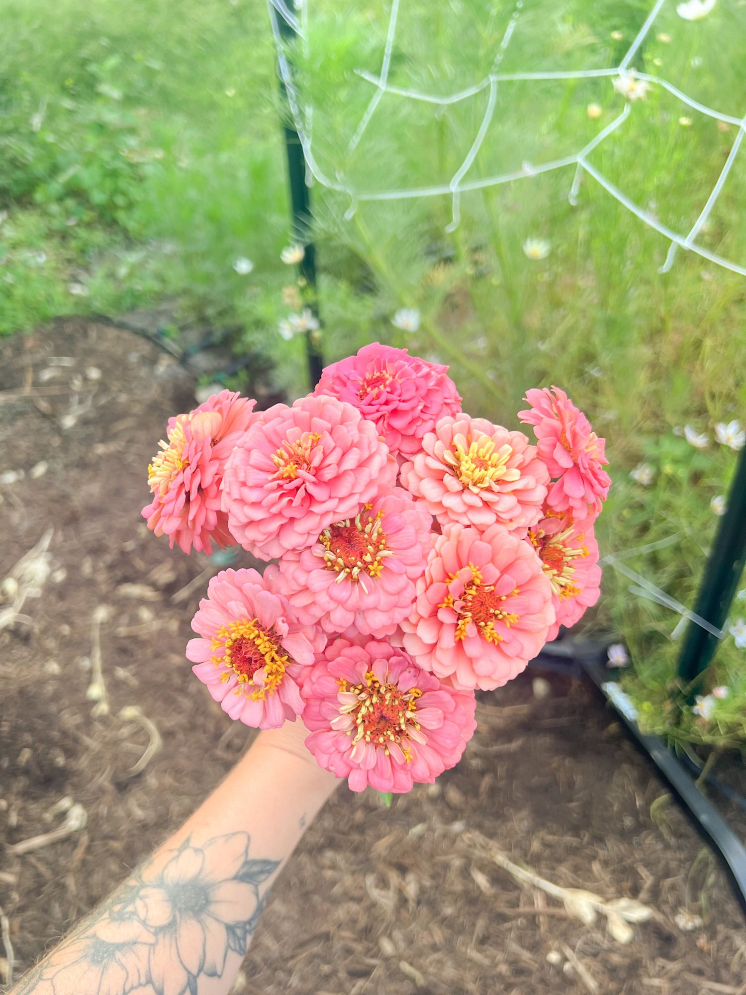 ZINNIA elegans Oklahoma Series