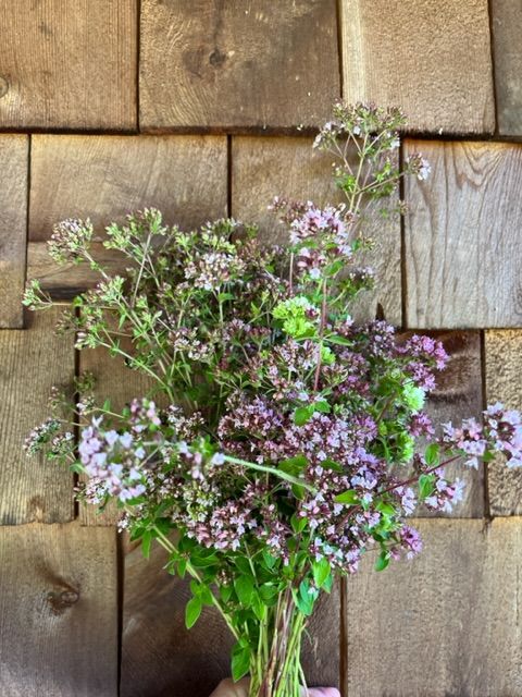 ORIGANUM vulgare ssp. hirtum