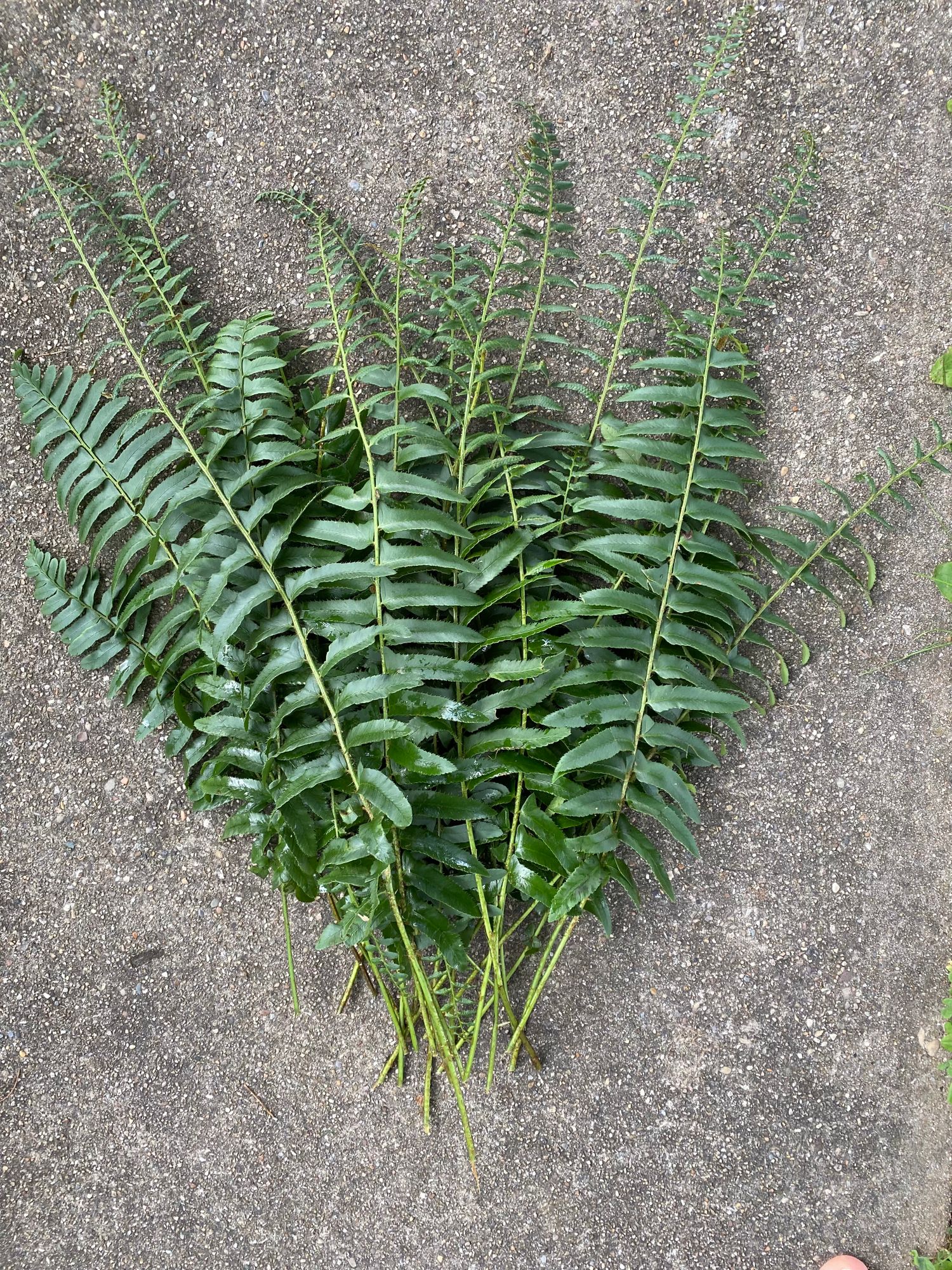 POLYSTICHUM acrostichoides