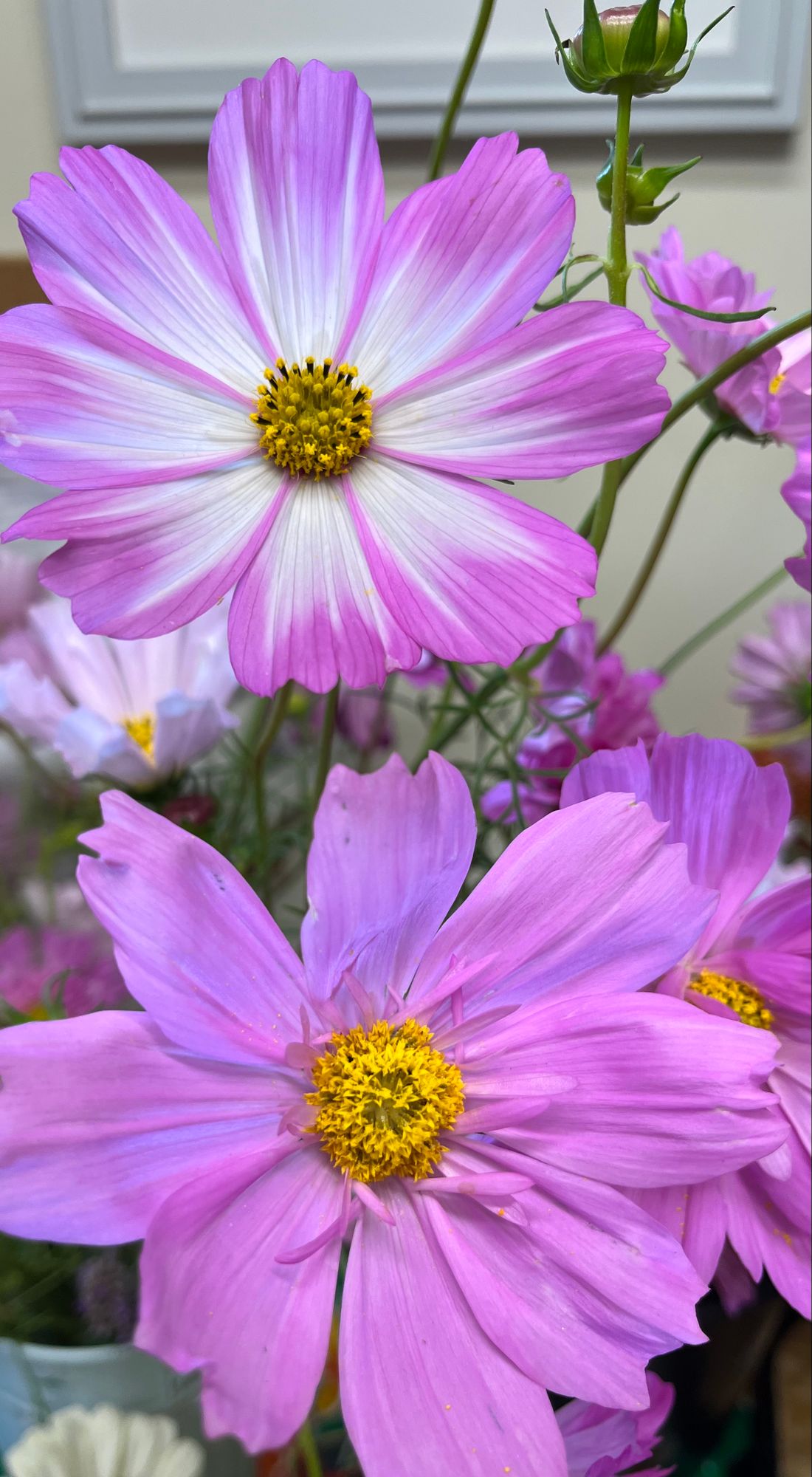 COSMOS bipinnatus