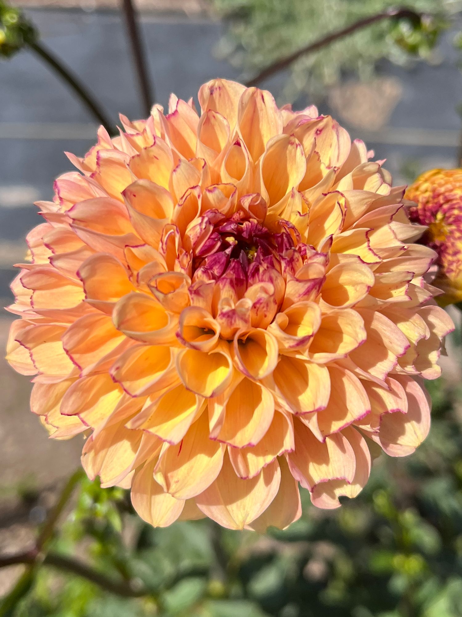 DAHLIA Wine Eyed Jill