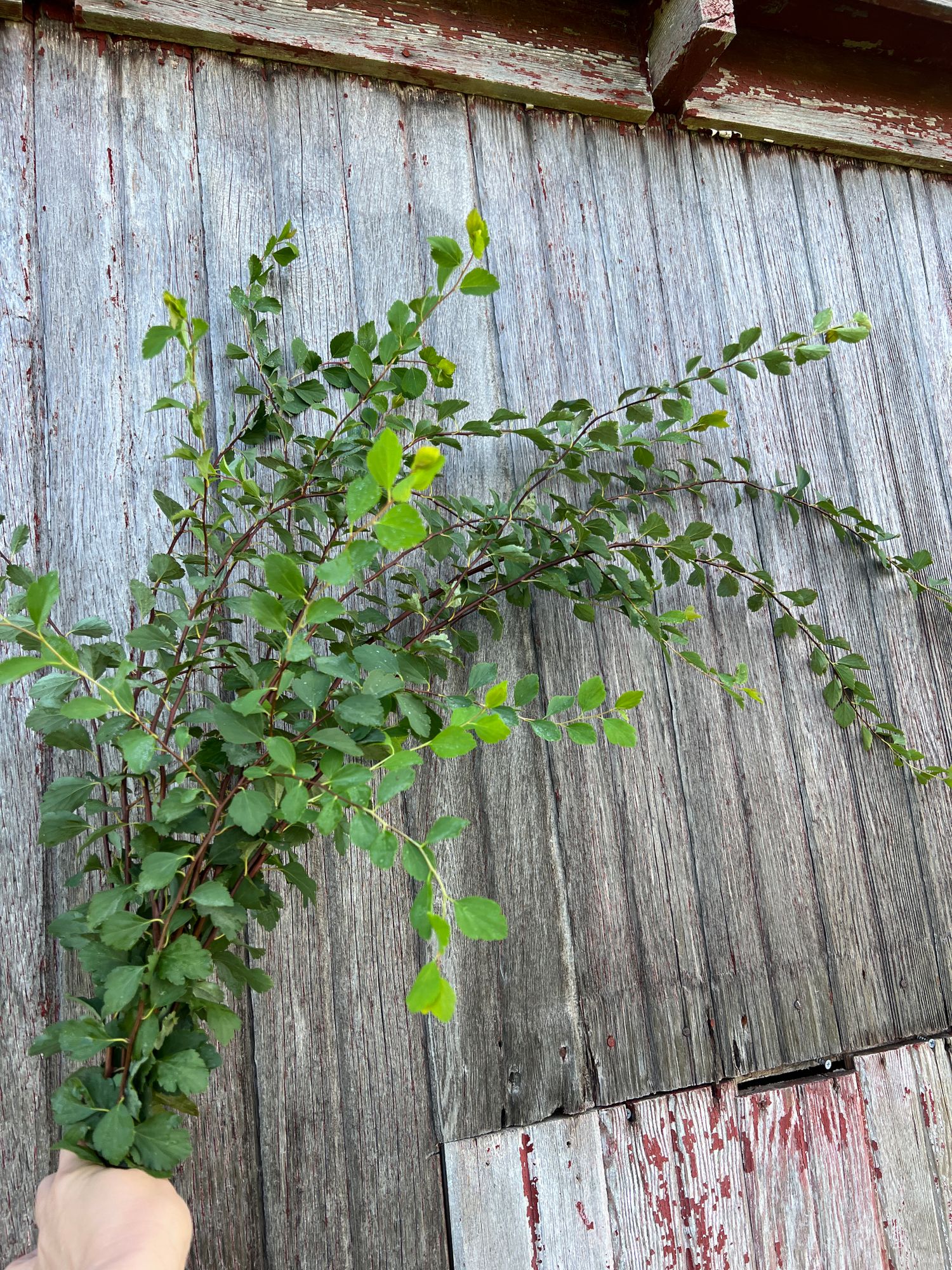SPIRAEA