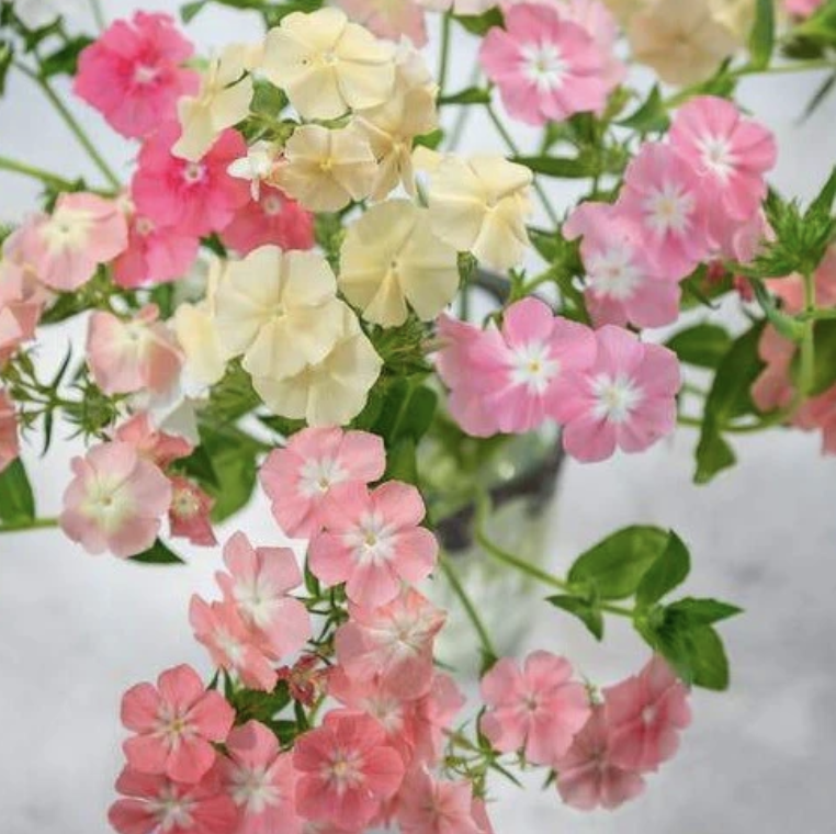 PHLOX drummondii Phlox of Sheep