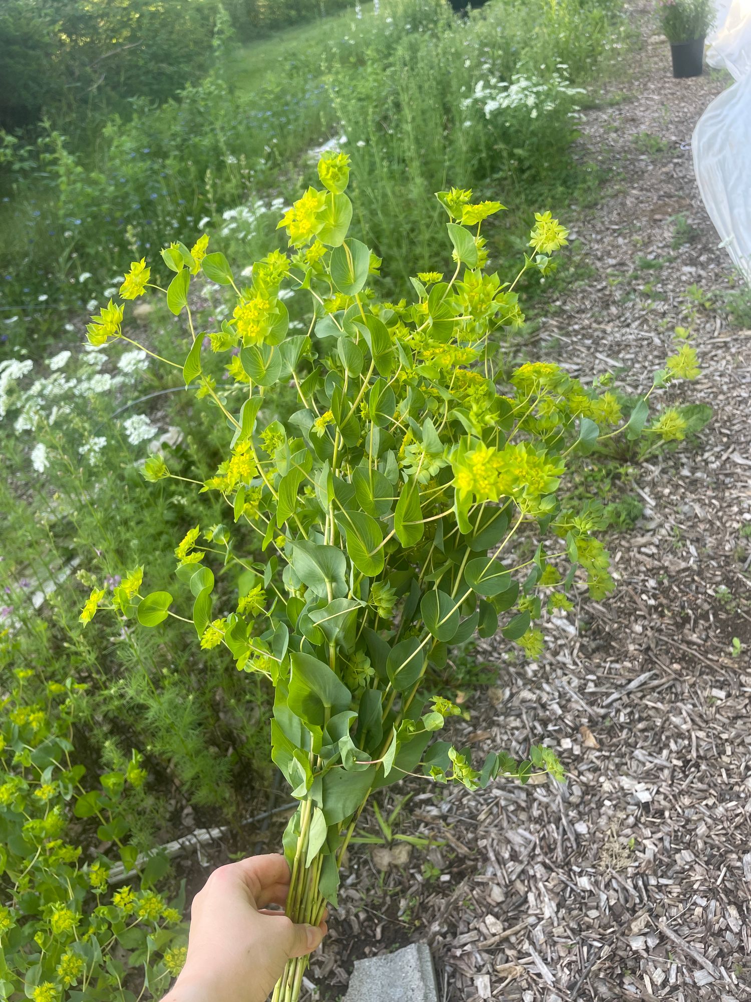 BUPLEURUM griffithii Green Gold