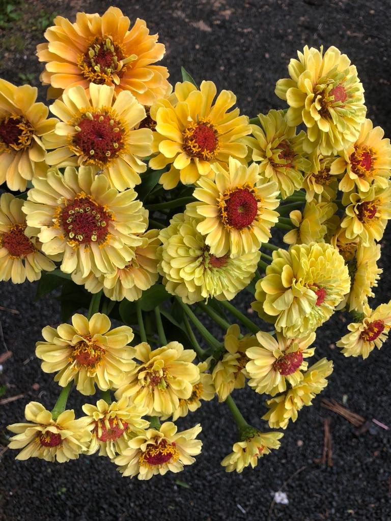 ZINNIA elegans Queeny Lemon Peach