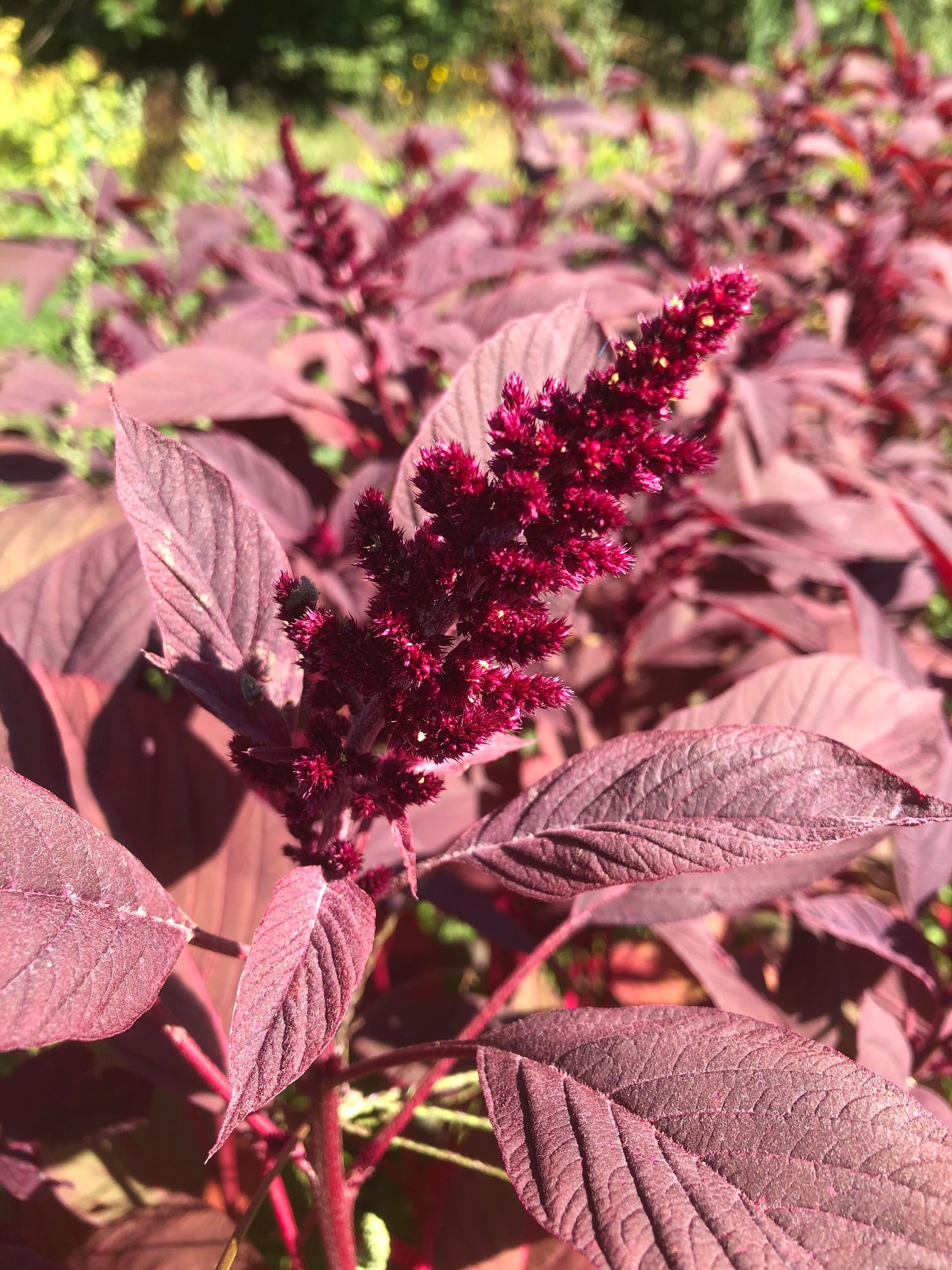 AMARANTHUS cruentus Red Spike