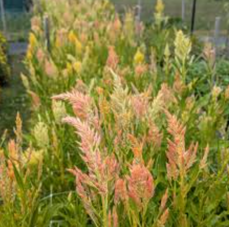 CELOSIA argentea var. spicata Shimmer