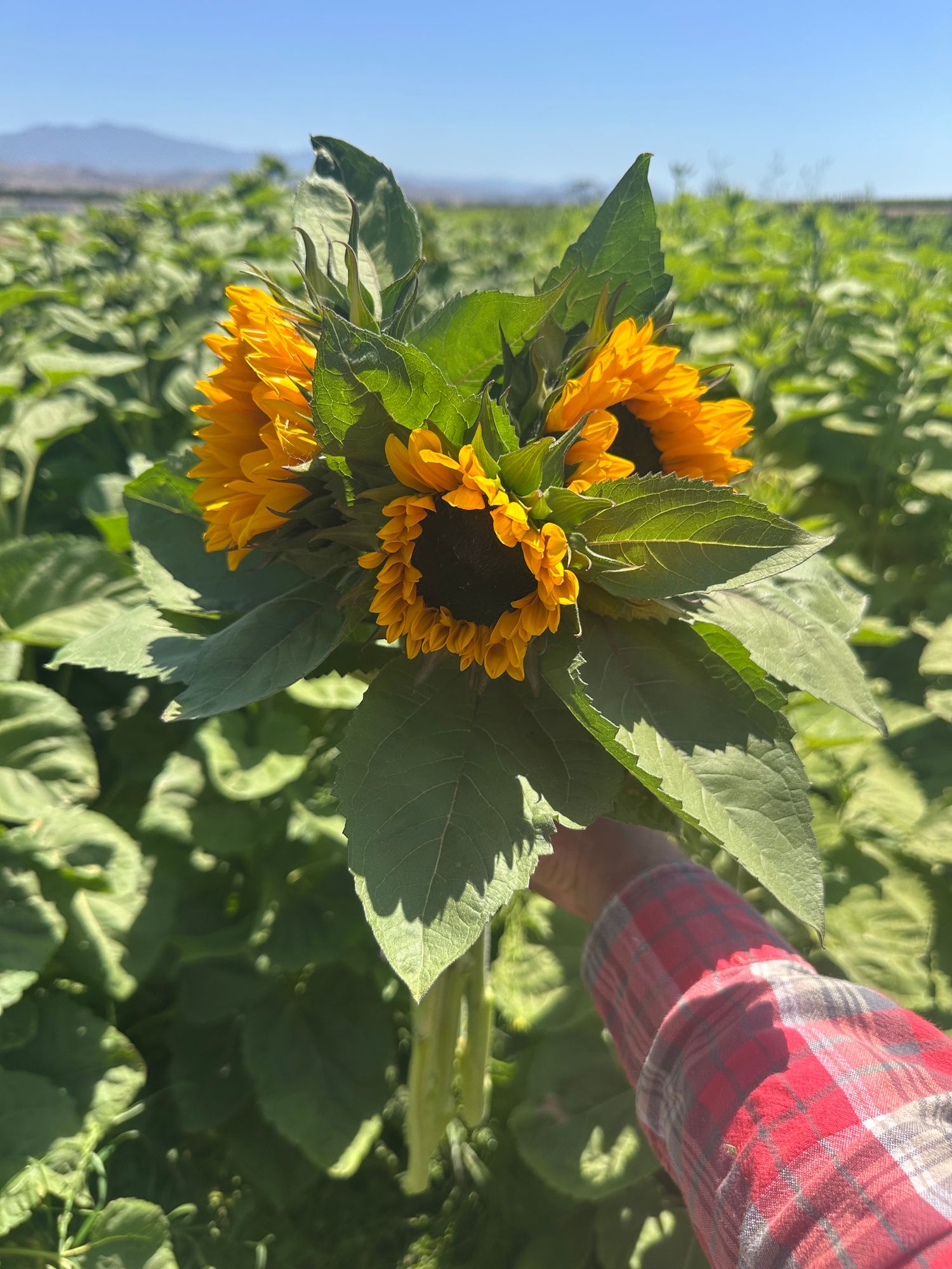 HELIANTHUS annuus ProCut Orange Excel