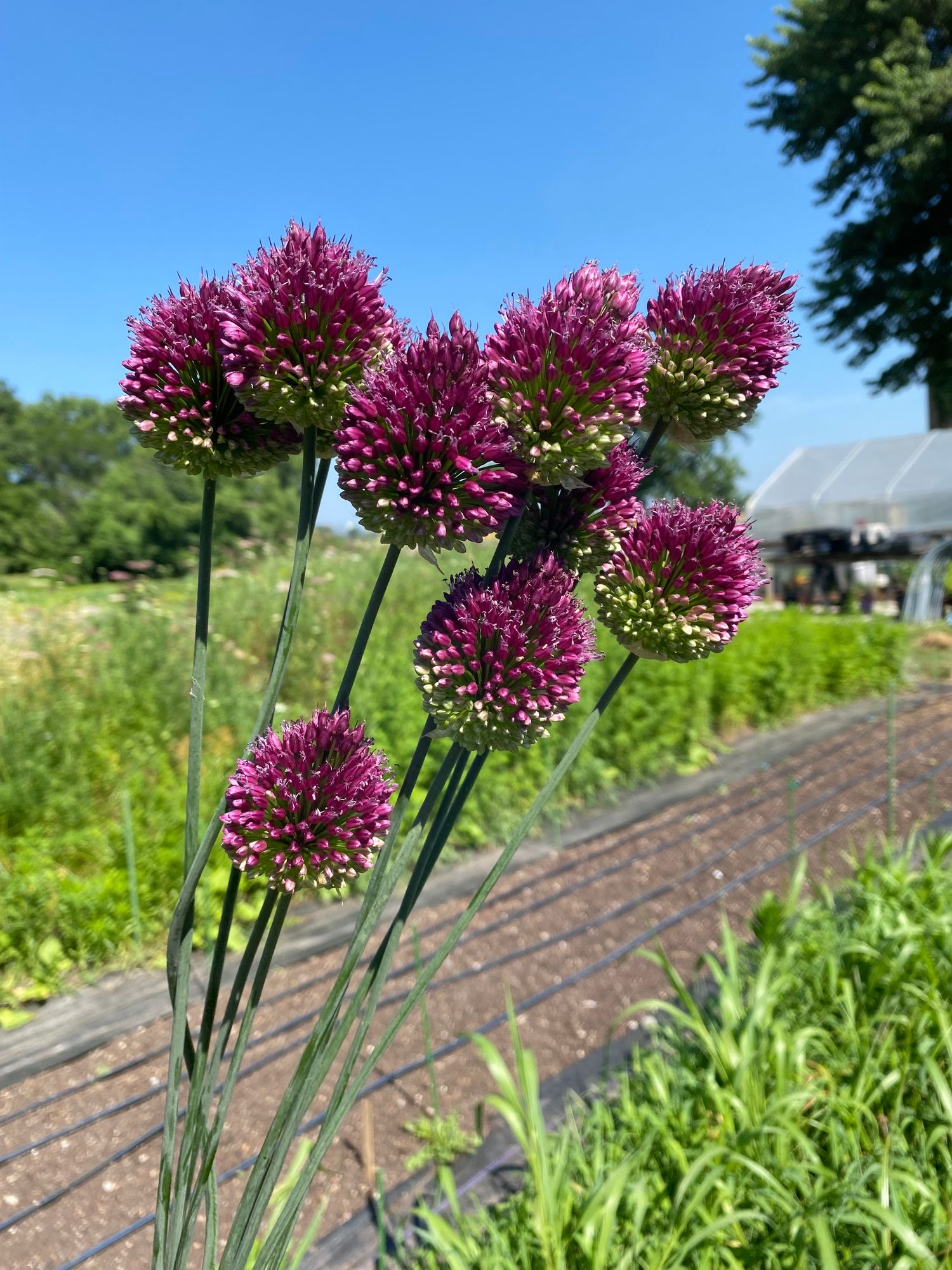 ALLIUM sphaerocephalon