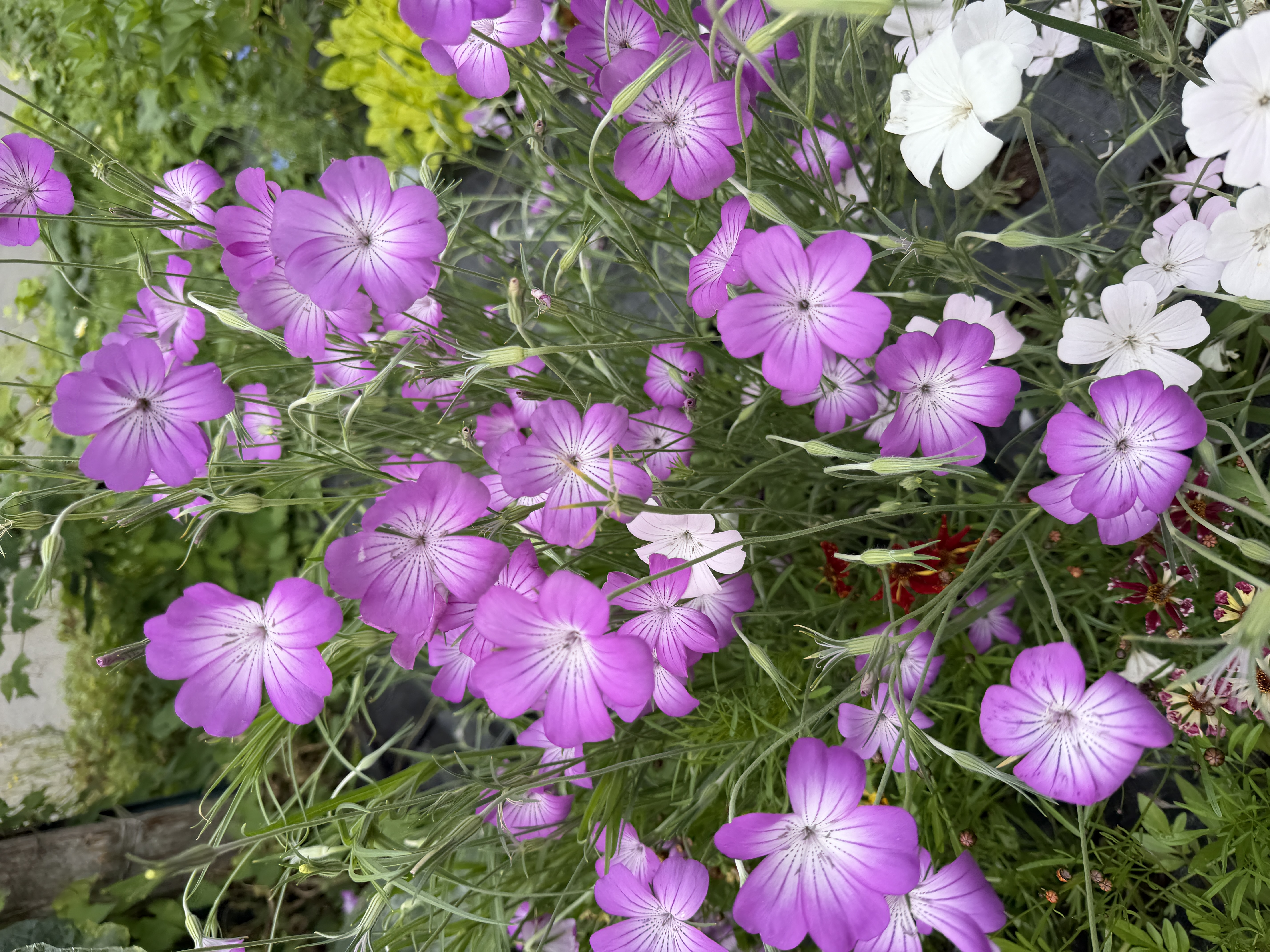 AGROSTEMMA githago Purple Queen