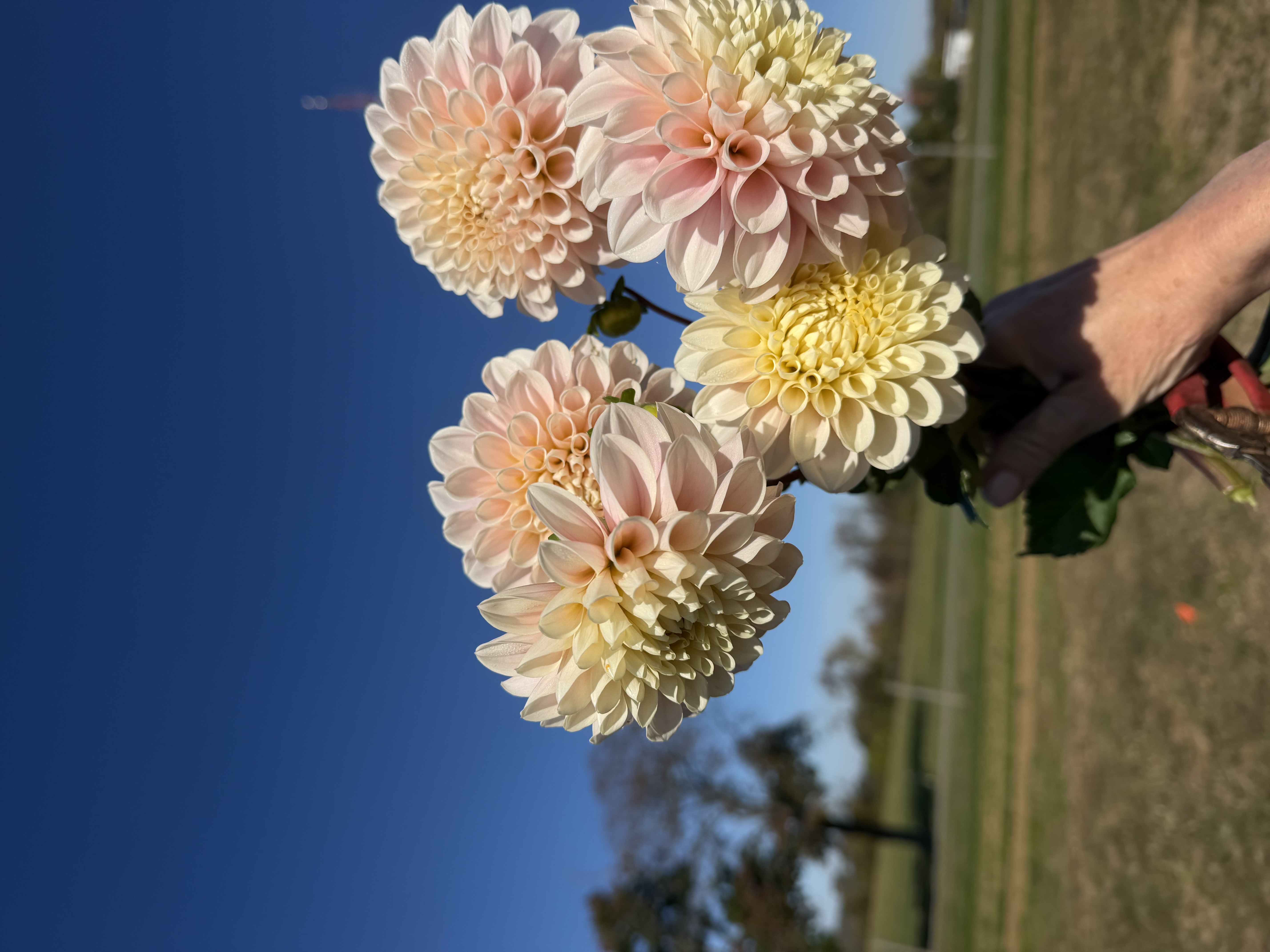 DAHLIA Sweet Nathalie
