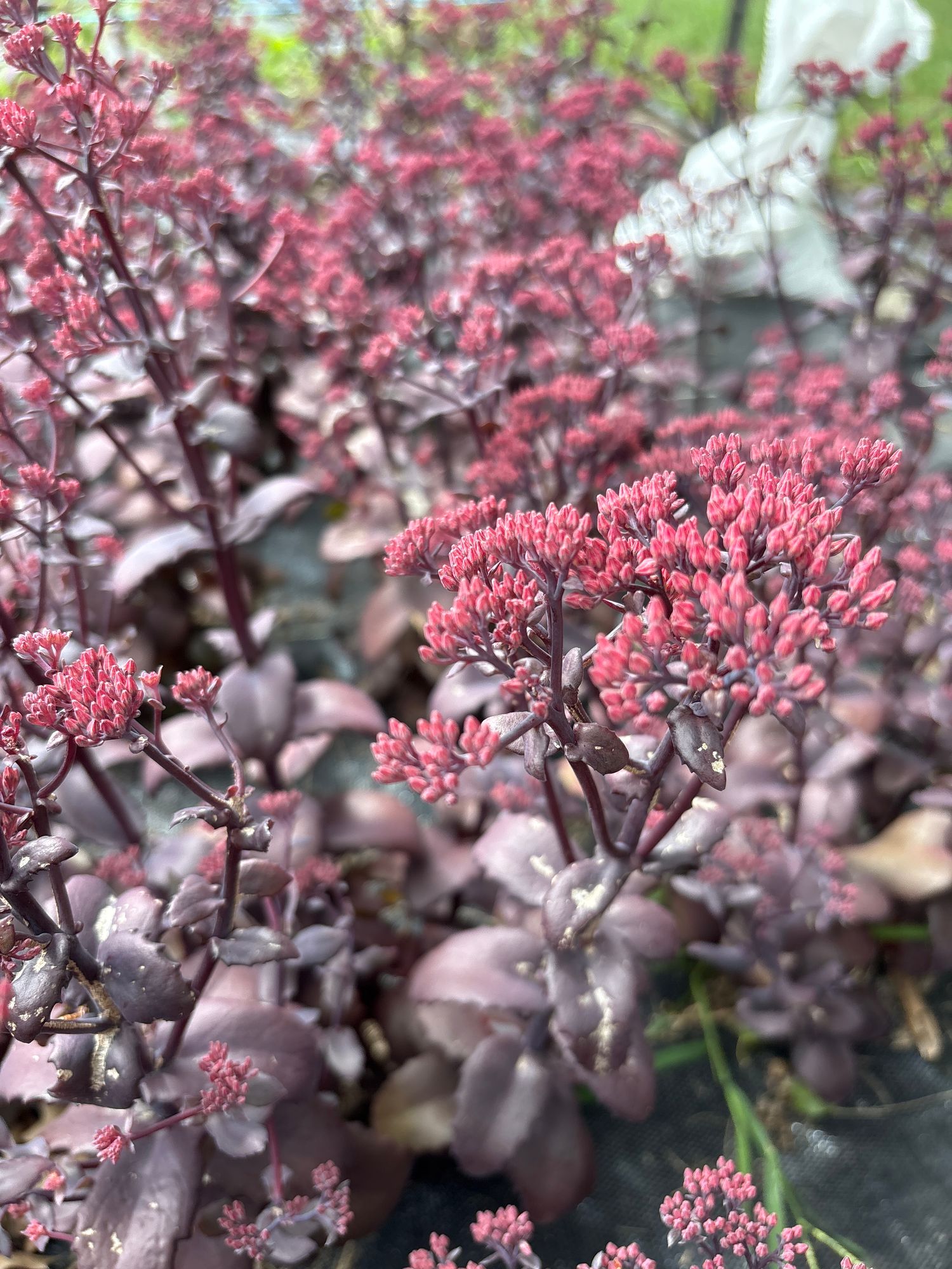 SEDUM